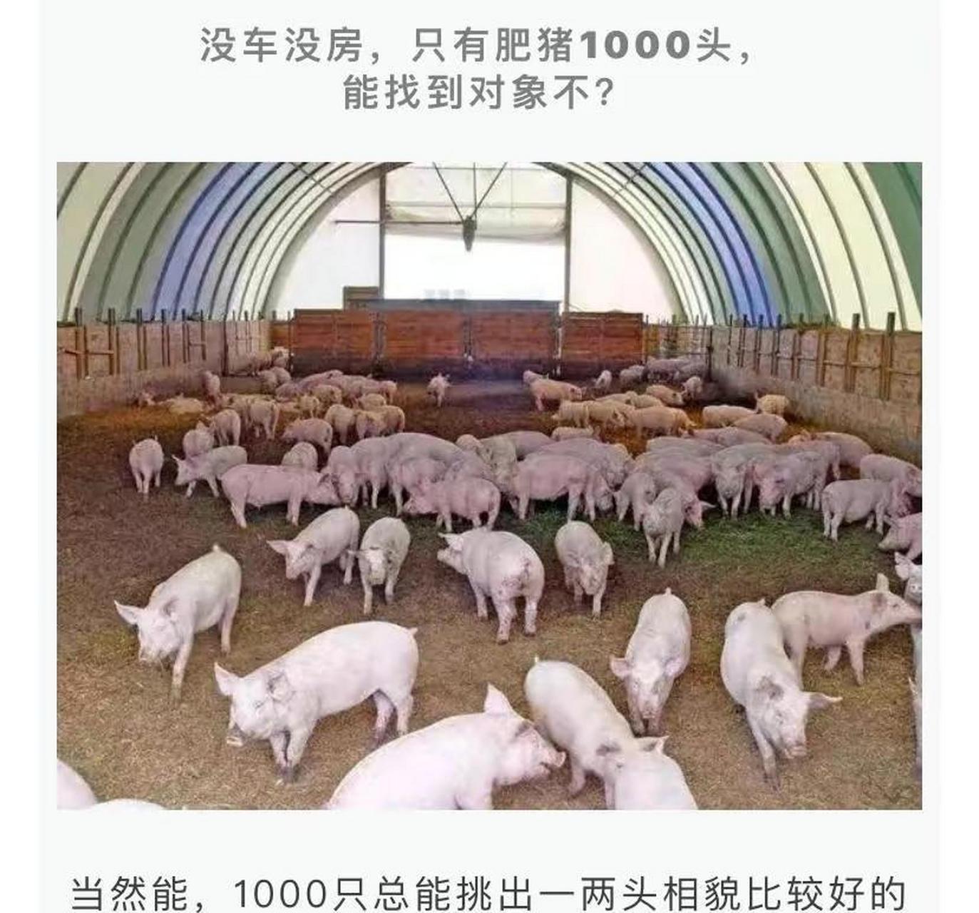 没车没房,家里有100头猪,能找到对象吗?