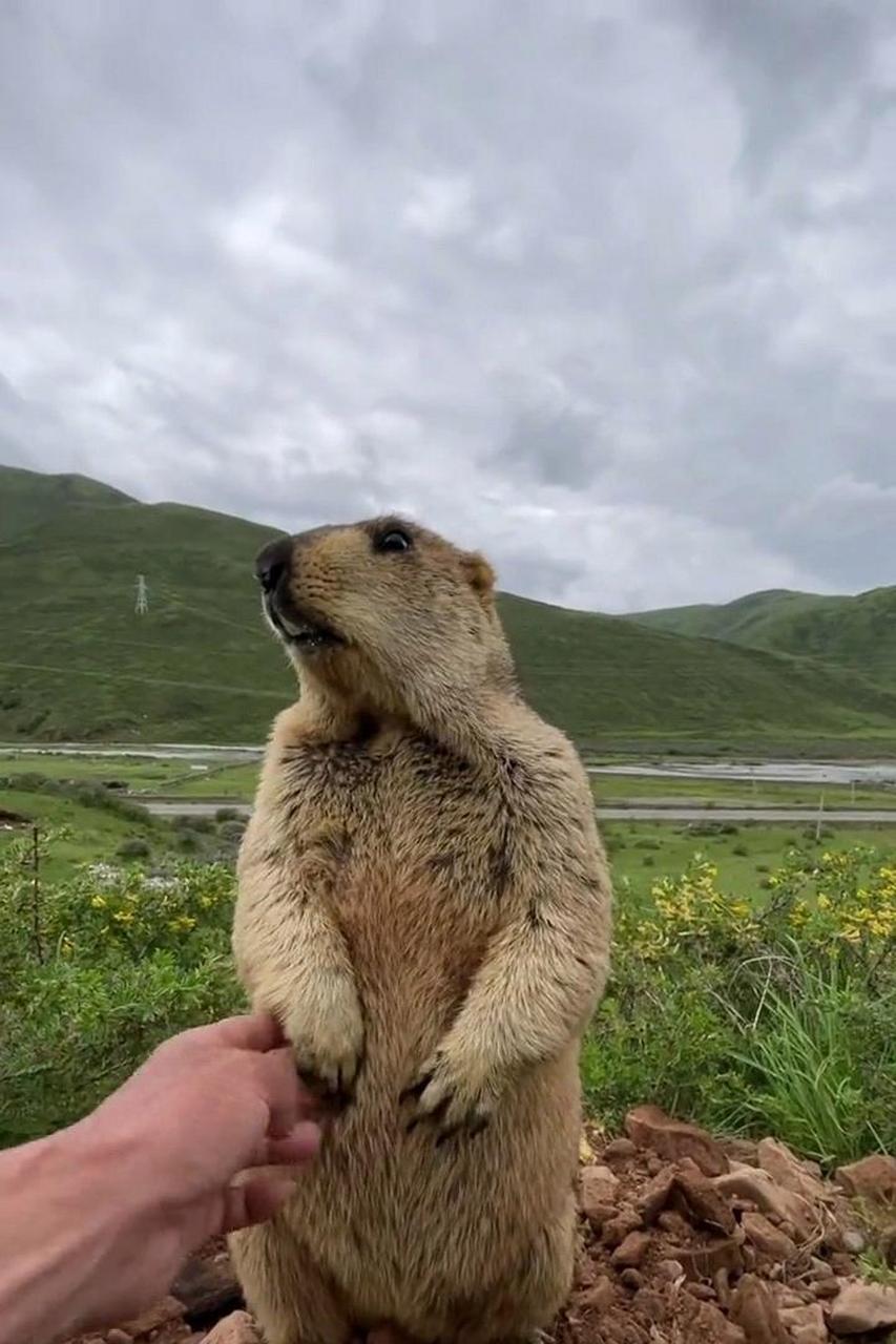 土拨鼠一定害怕极了吧! #搞笑趣味图