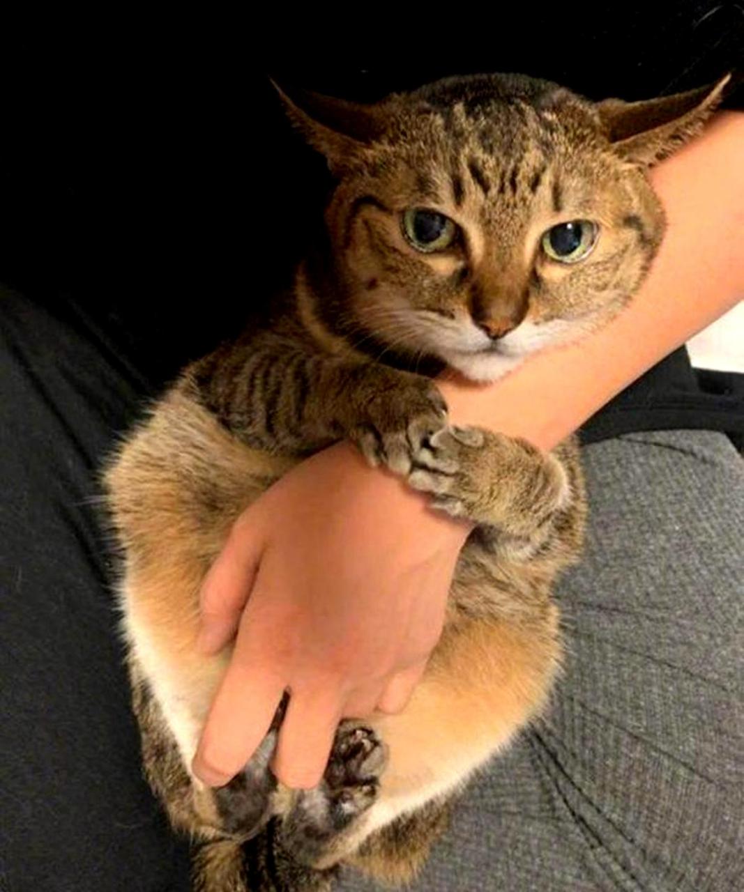 猫咪用树熊式的方式抱住主人的手臂,非常可爱.