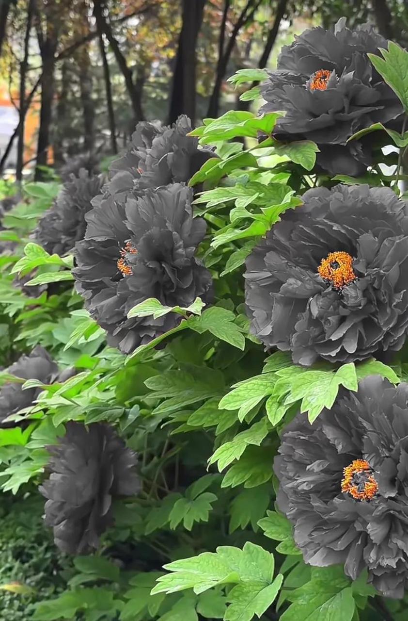 菏泽曹州牡丹园里竟然真的有黑牡丹,没想到牡丹还有黑色的,太奇特了