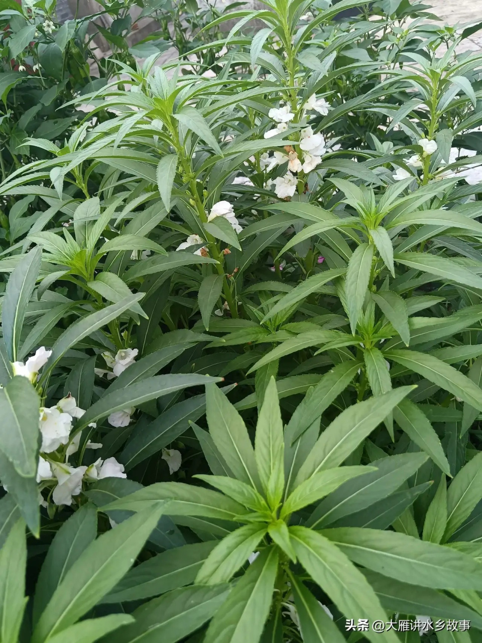 盛夏的一天,见一户居民门前的一丛白风仙花开了.
