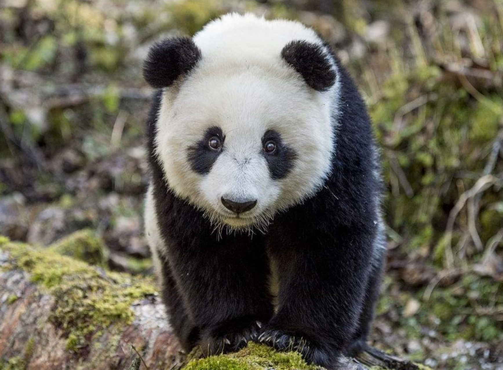 大熊猫保育现状及相关措施,熊猫是世界上非常珍贵的动物之一,是中国的