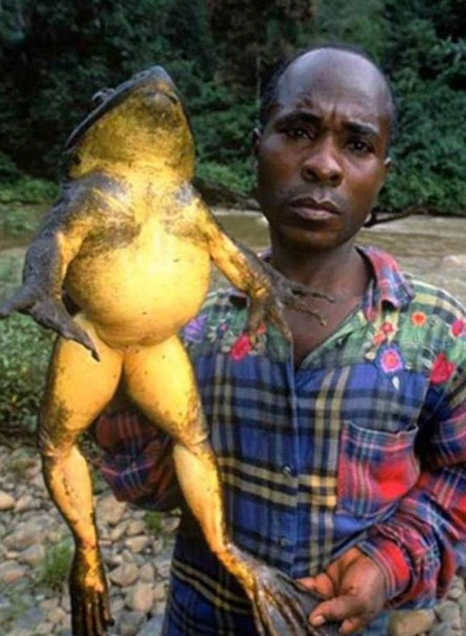 这种非洲巨蛙现在很少了吧,因为都被吃掉了