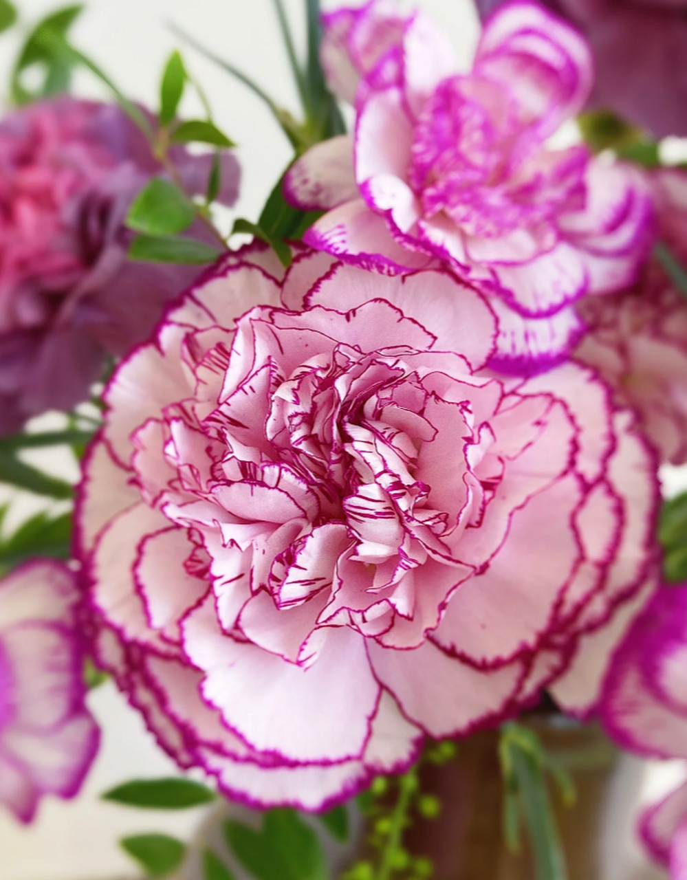 野马与紫精灵康乃馨的完美组合 你是否曾对康乃馨的印象停留在花店中