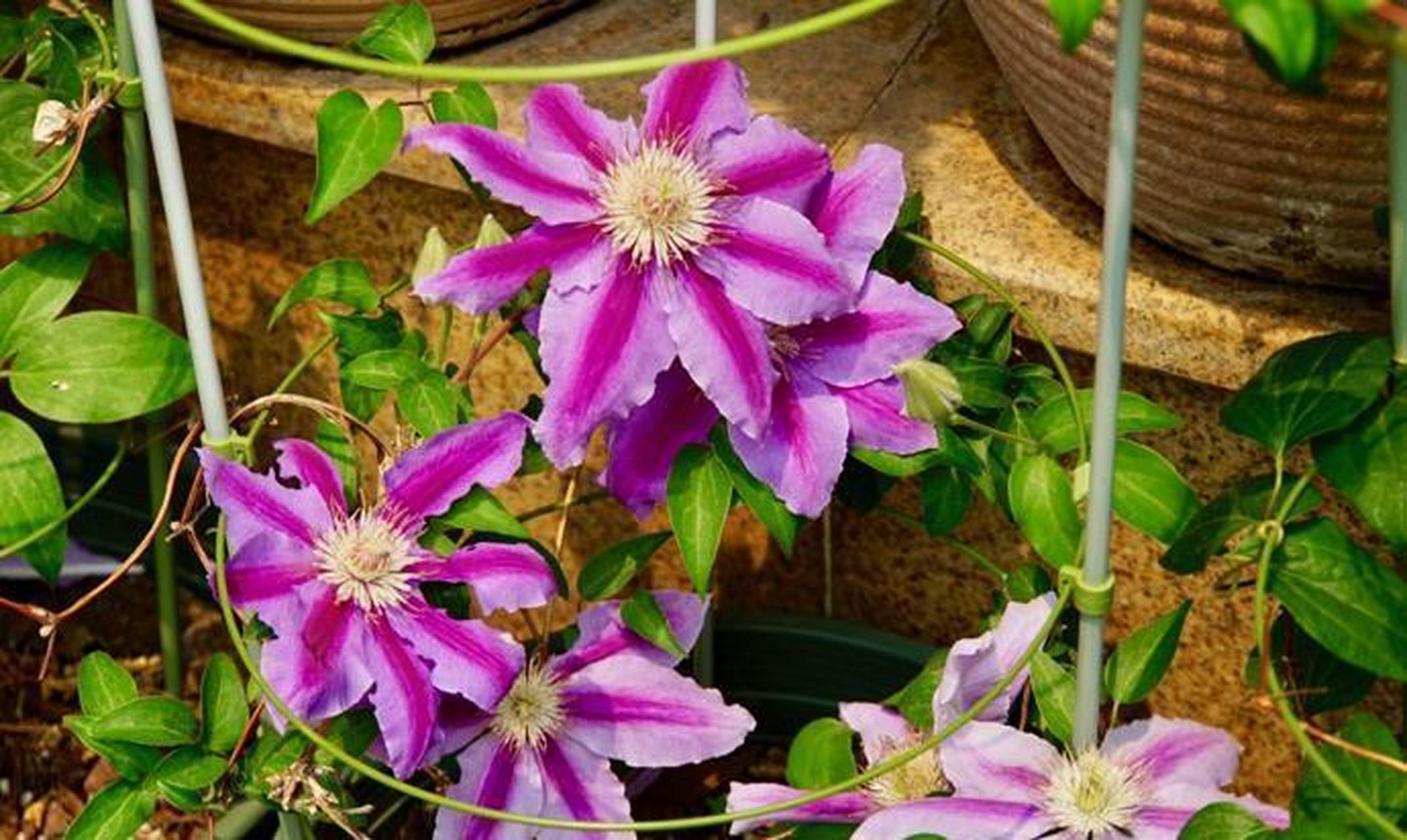 铁线莲经典又名"鲁佩尔博士", 英文名字叫做:"doctorruppel" 之所以