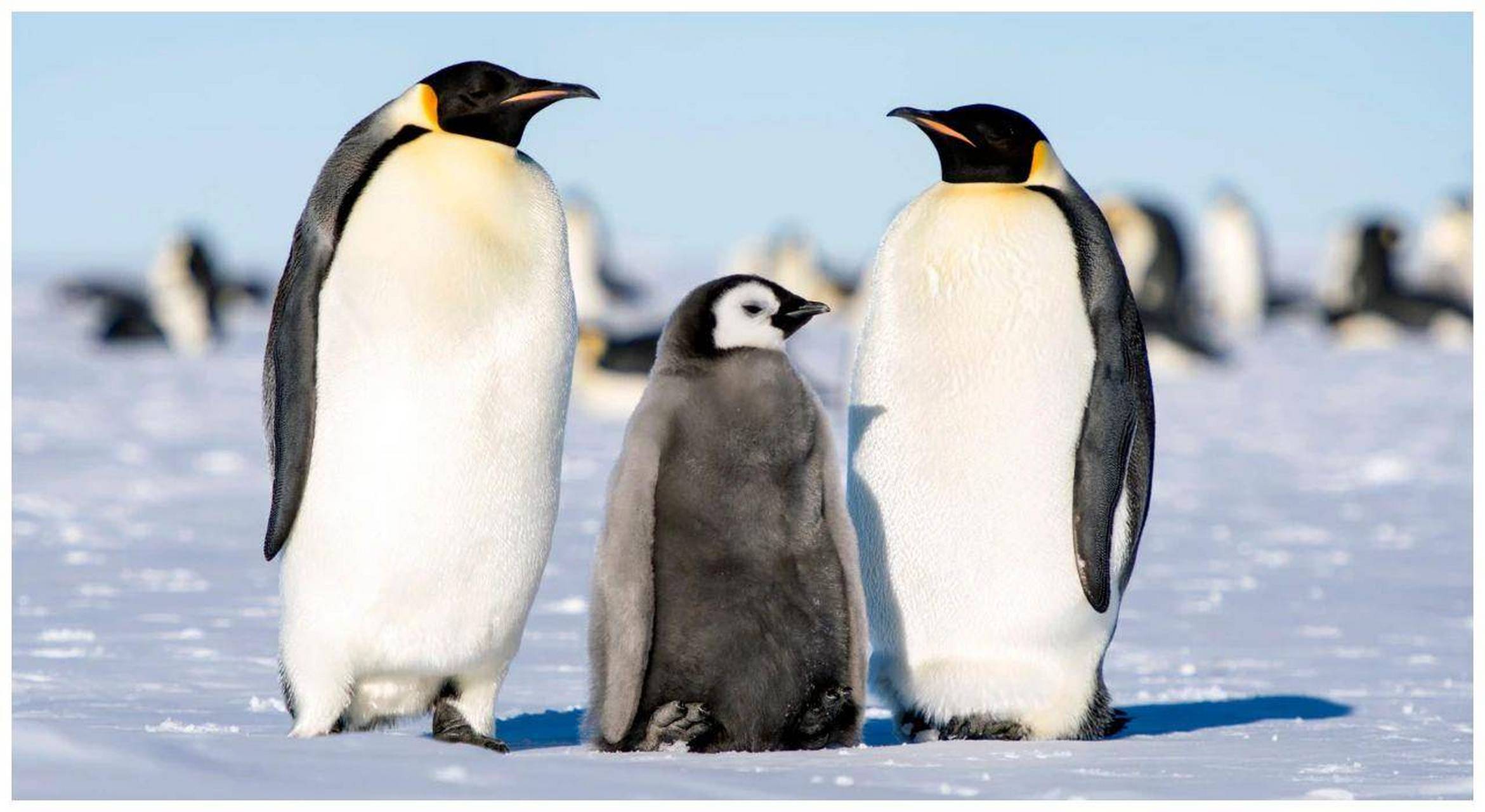 几乎所有的卵生动物,卵的孵化任务都是由雌性完成的,但有一种鸟类除外