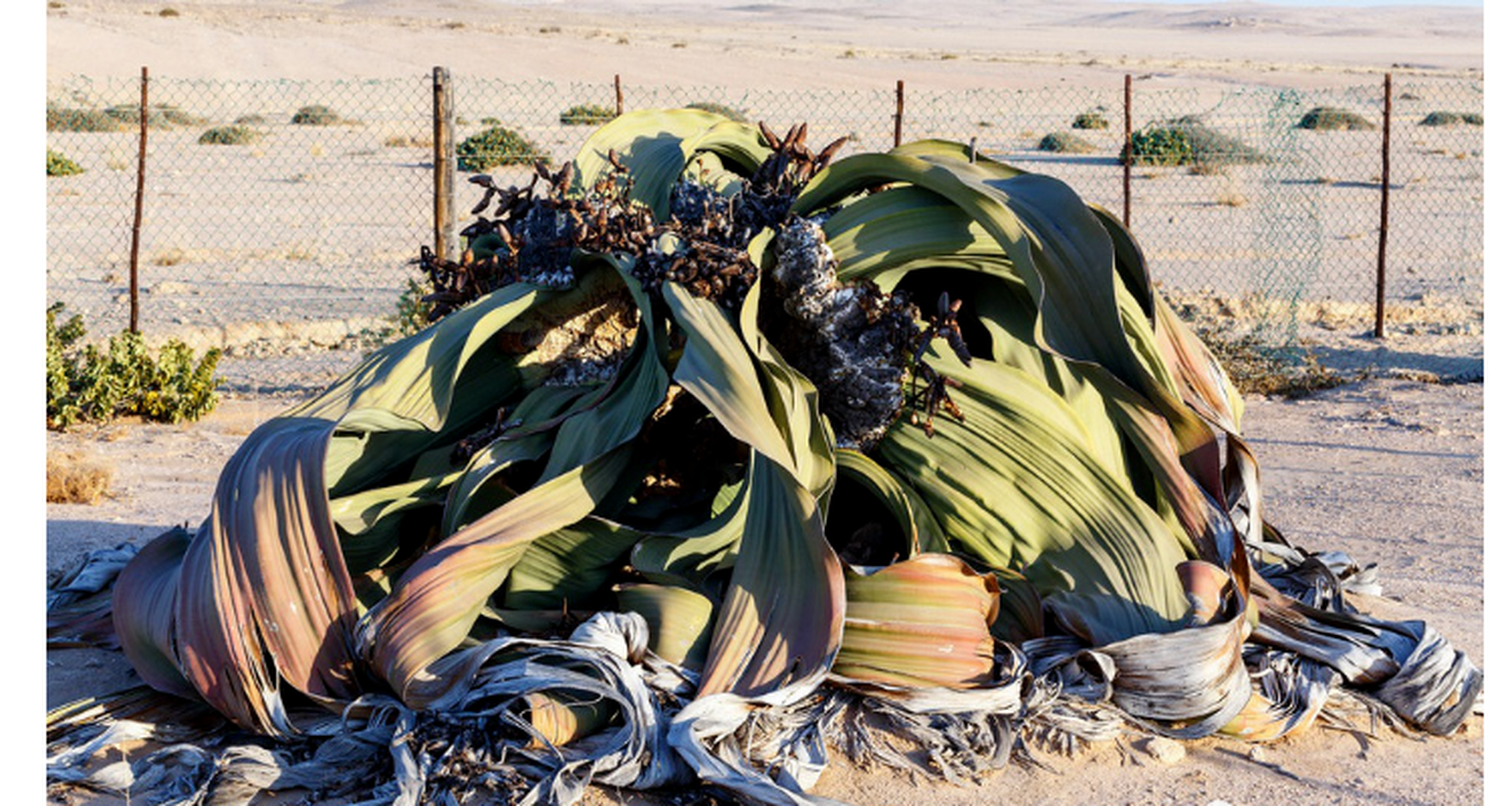 世界上最奇特的植物 千岁兰,最长活了2000年 千岁兰生长于非洲的西南