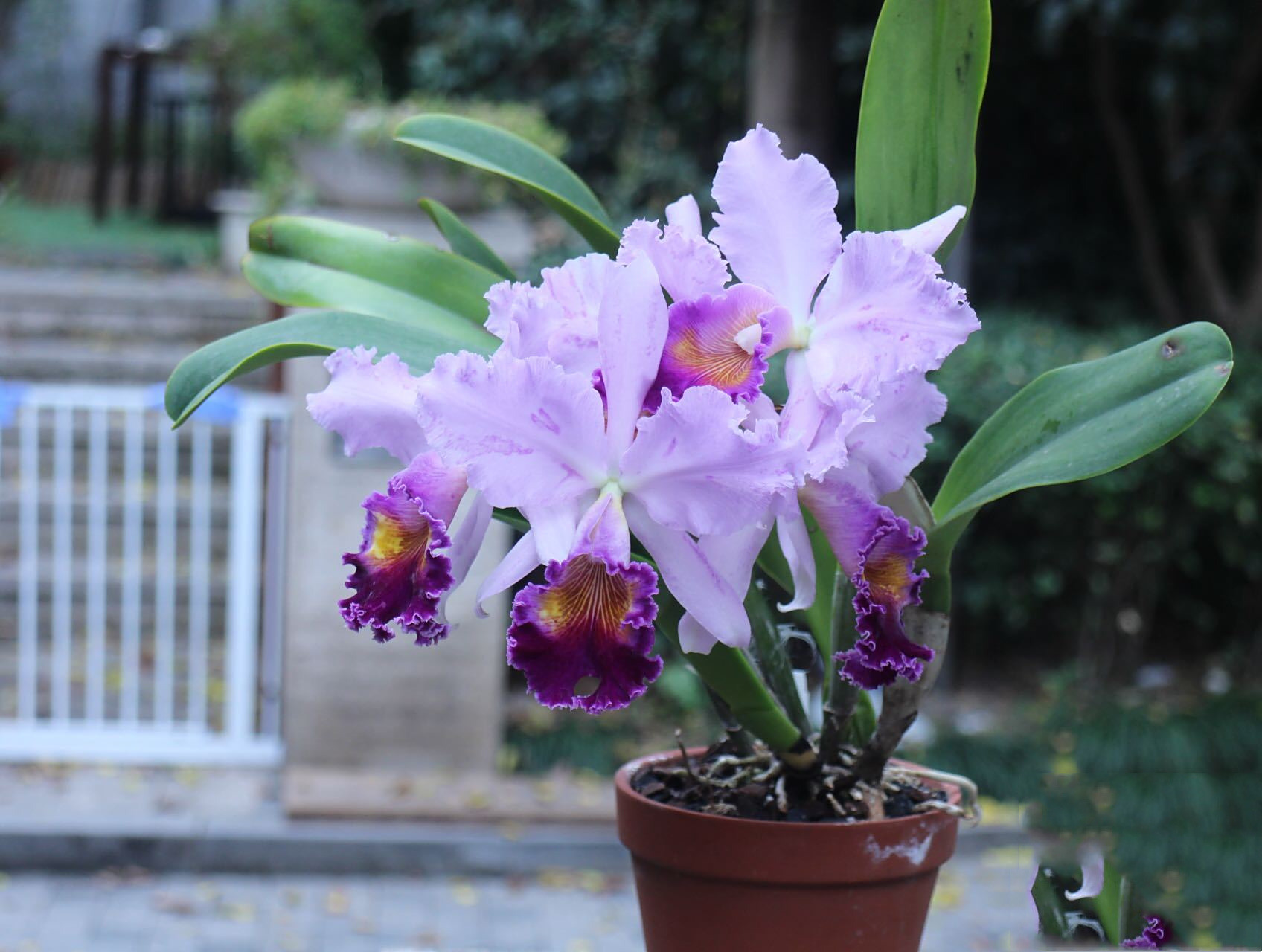 原来卡特兰开花这么美!