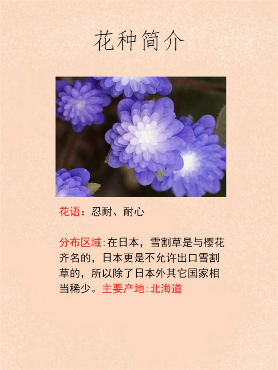 雪割草(学名:hepatica nobilis),又称獐耳细辛,幼肺三七,三角草,芍揶