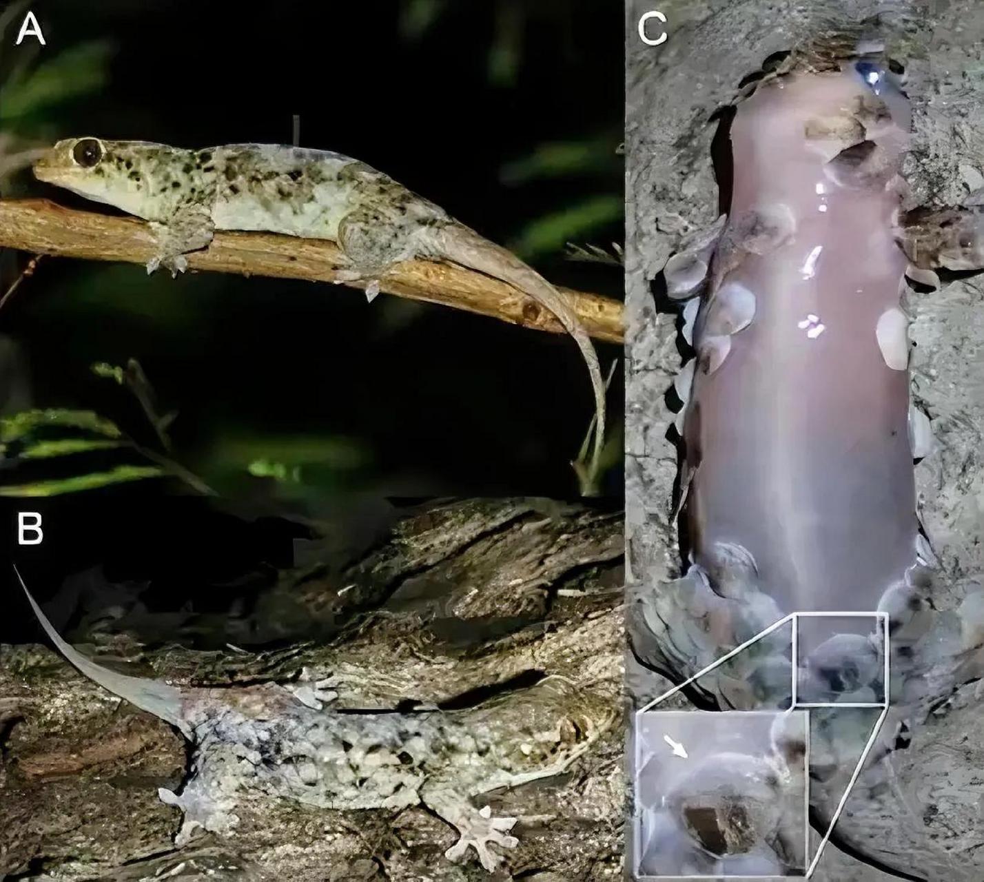 有一种壁虎遇到天敌会"脱个精光"逃生,而不是选择断尾的方式.