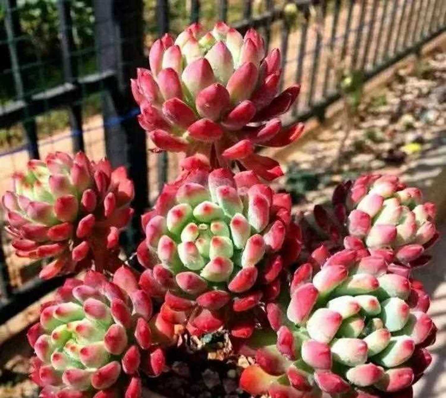 蓝苹果是景天科的一种多肉植物,又叫蓝精灵,是一种夏型种的多肉植物