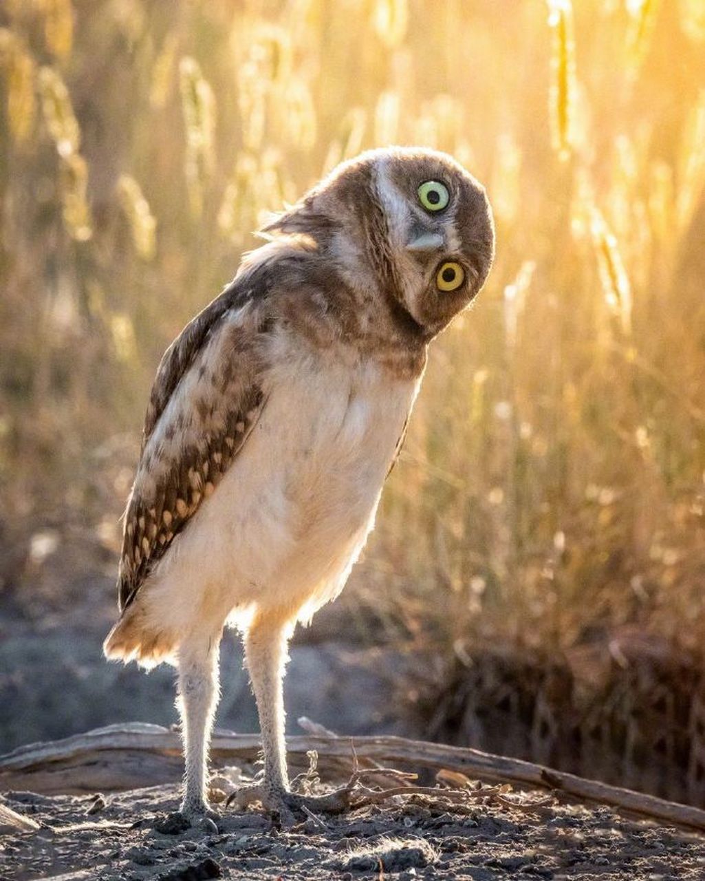 穴小鸮表情原来也那么多戏的