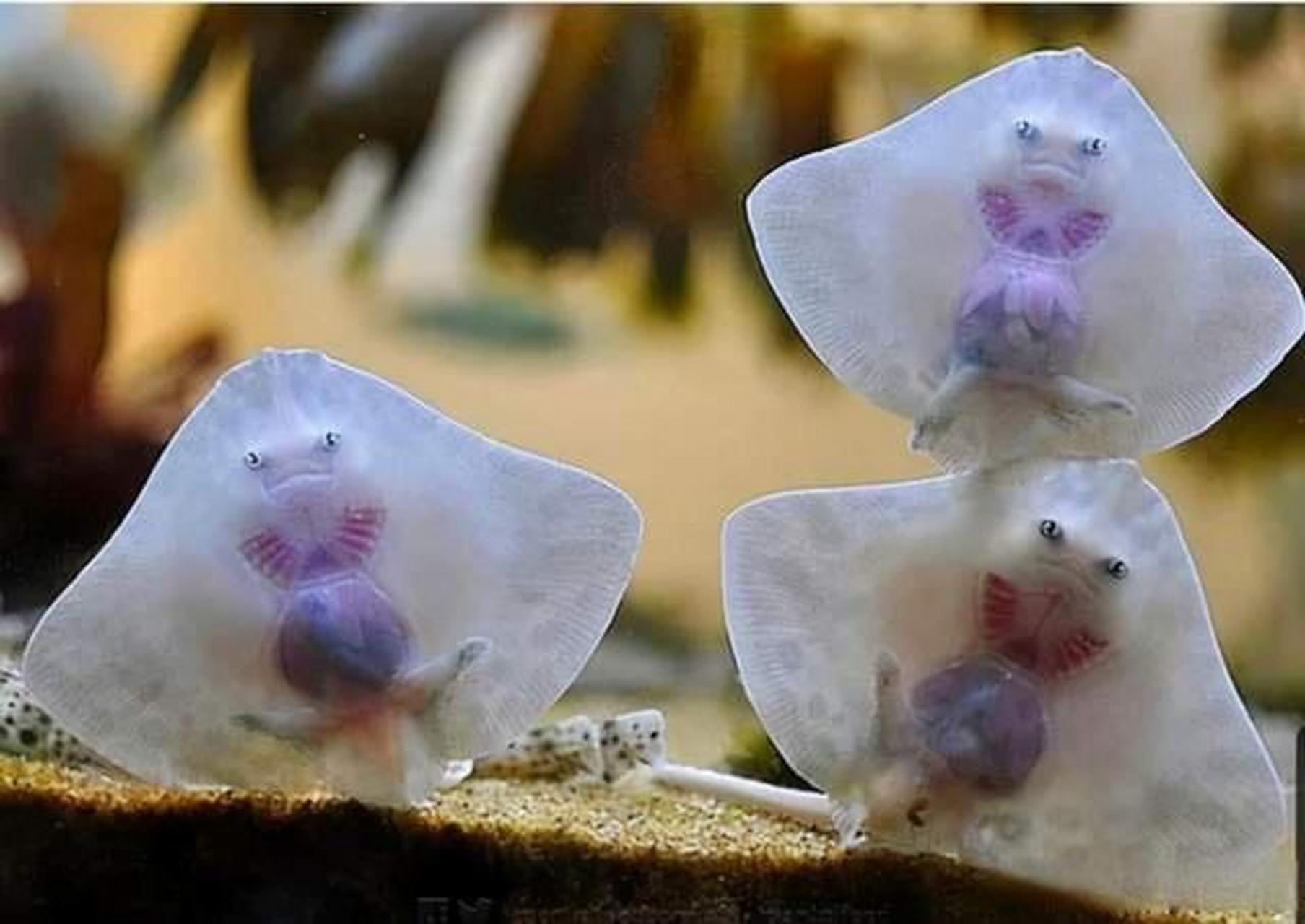鳐鱼宝宝看起来好像"外星人馅料的馄饨"