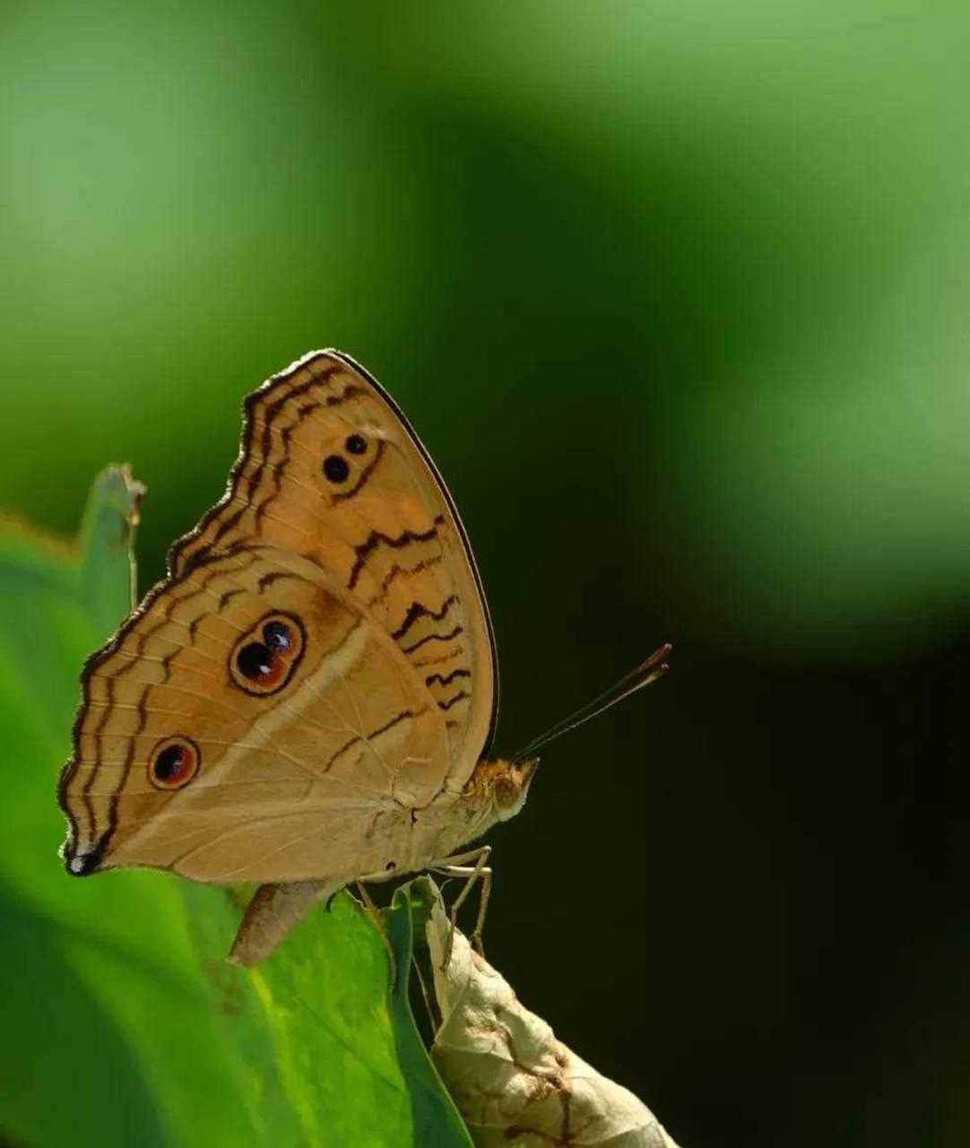 万物皆有灵 草木亦有心 蝴蝶与荷叶有个约会[大哭] 小鸟在召唤自己的