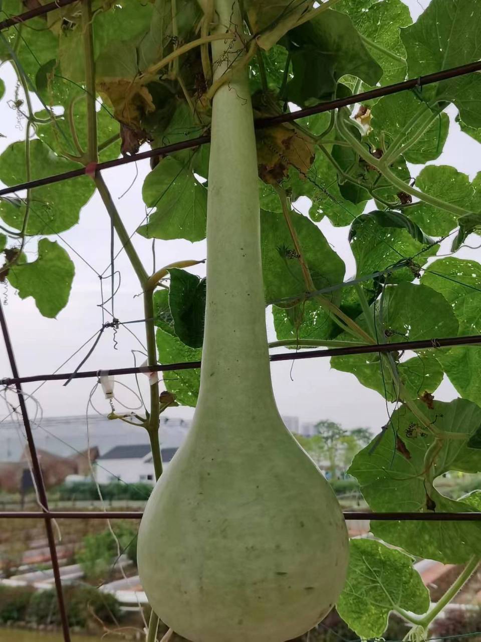 长柄葫芦是一种奇特的葫芦.嫩瓜能吃,但不能生吃,需要将其炒或炖熟.