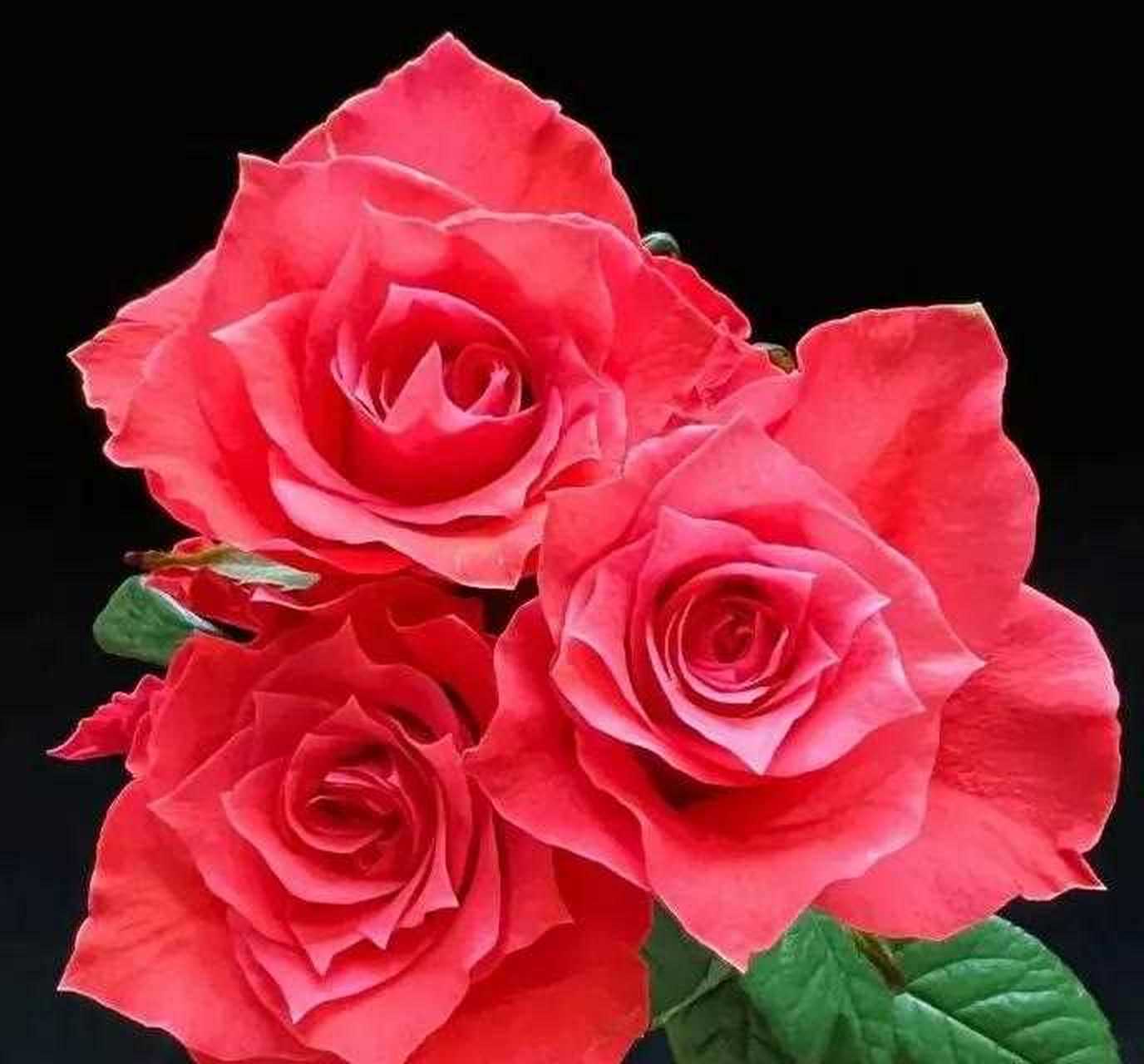 分享图片——鲜红靓丽的玫瑰花《欣赏》绿叶丛中,玫瑰盛开花色红艳,花