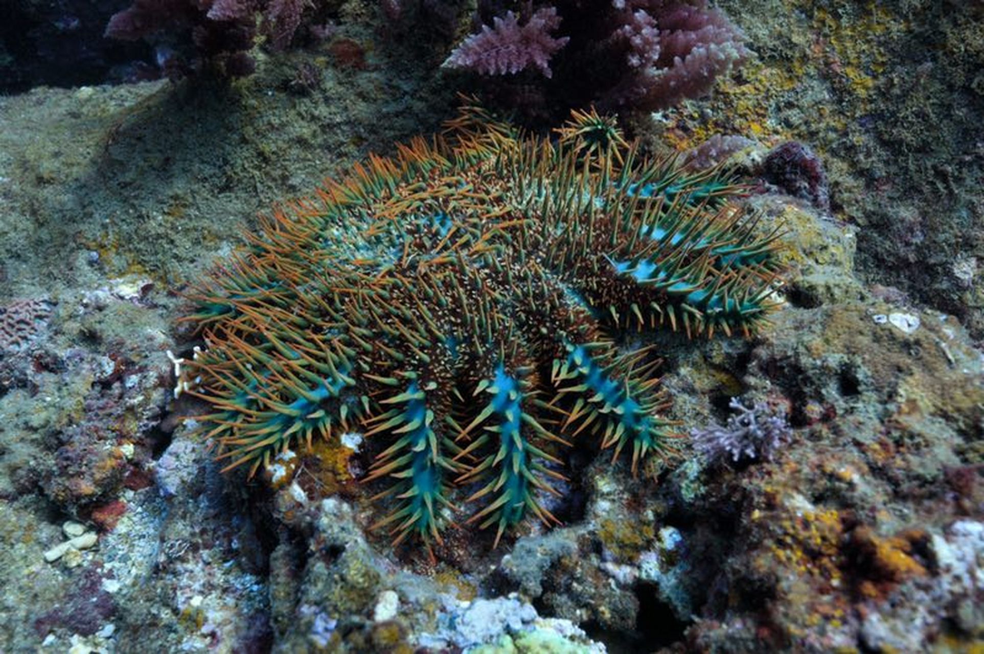 海洋中有一种被称为珊瑚杀手的生物,他就是魔鬼海星.