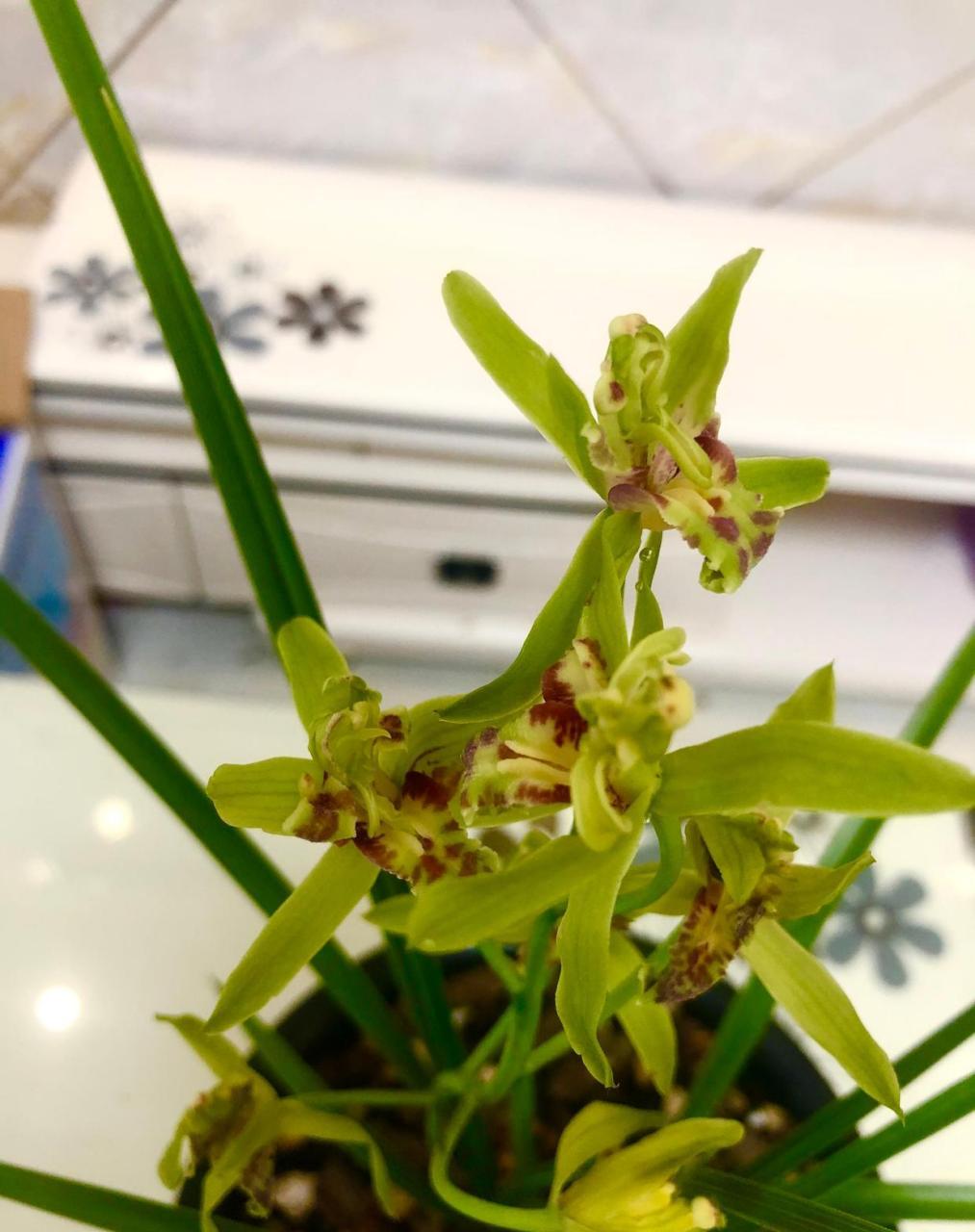 漂亮的蕙兰玉祥牡丹,香味浓郁!  #我的植物朋友#  #春日赏花季