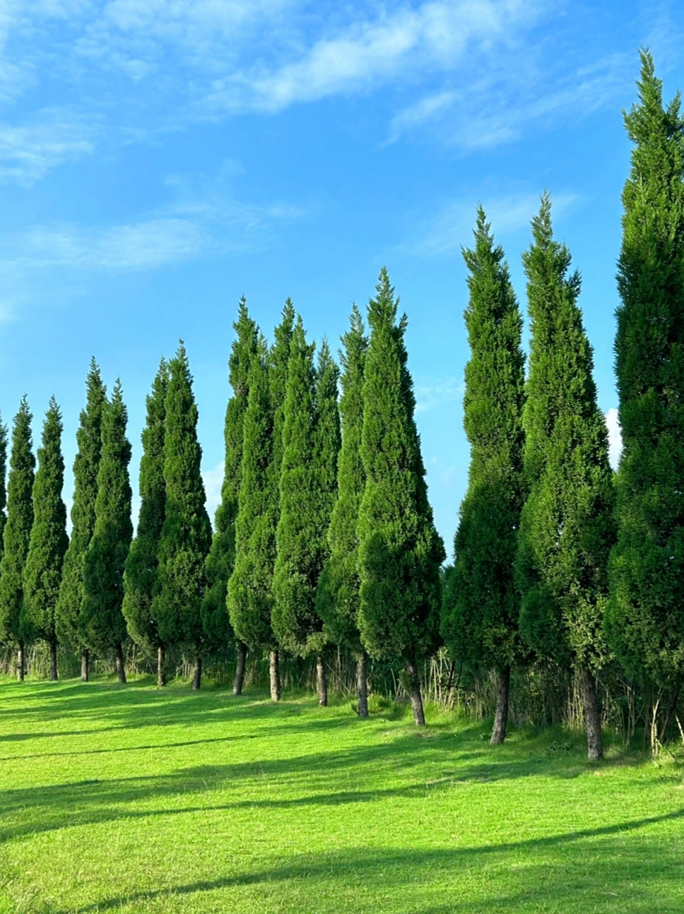 不是挪威的森林  被这片松林美到了!没想到在公园还有这么美丽的地方!