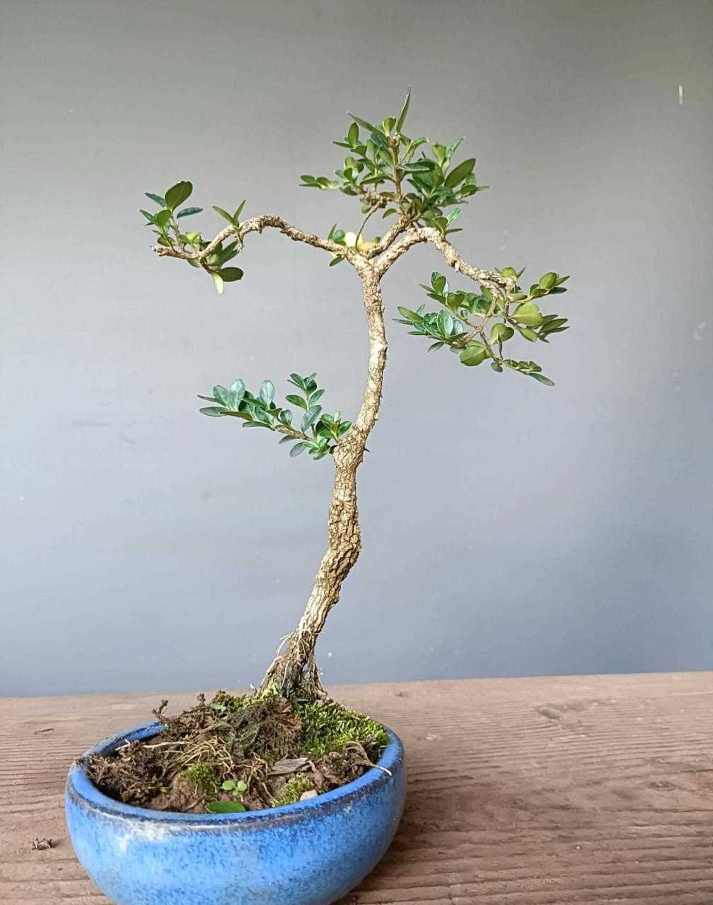 黄杨小品 带盆49