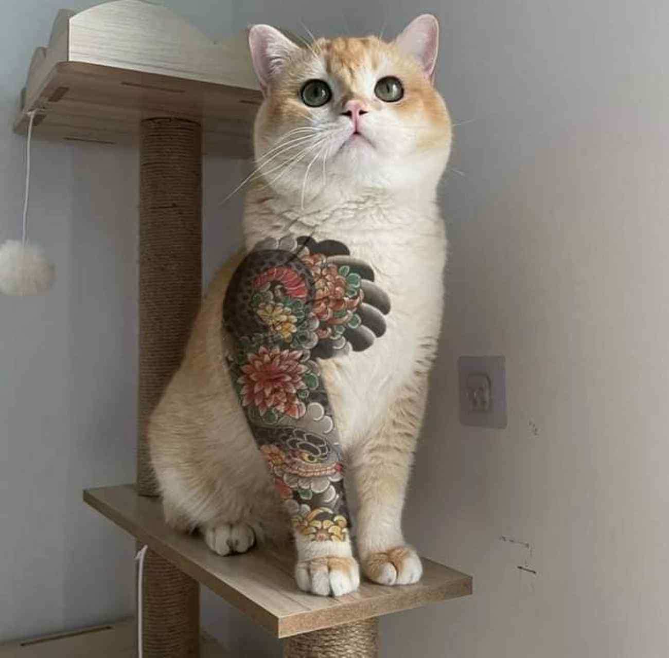 乍一看被猫咪这个大花臂吓一跳,以为是哪个不懂事的铲屎官给猫咪纹身