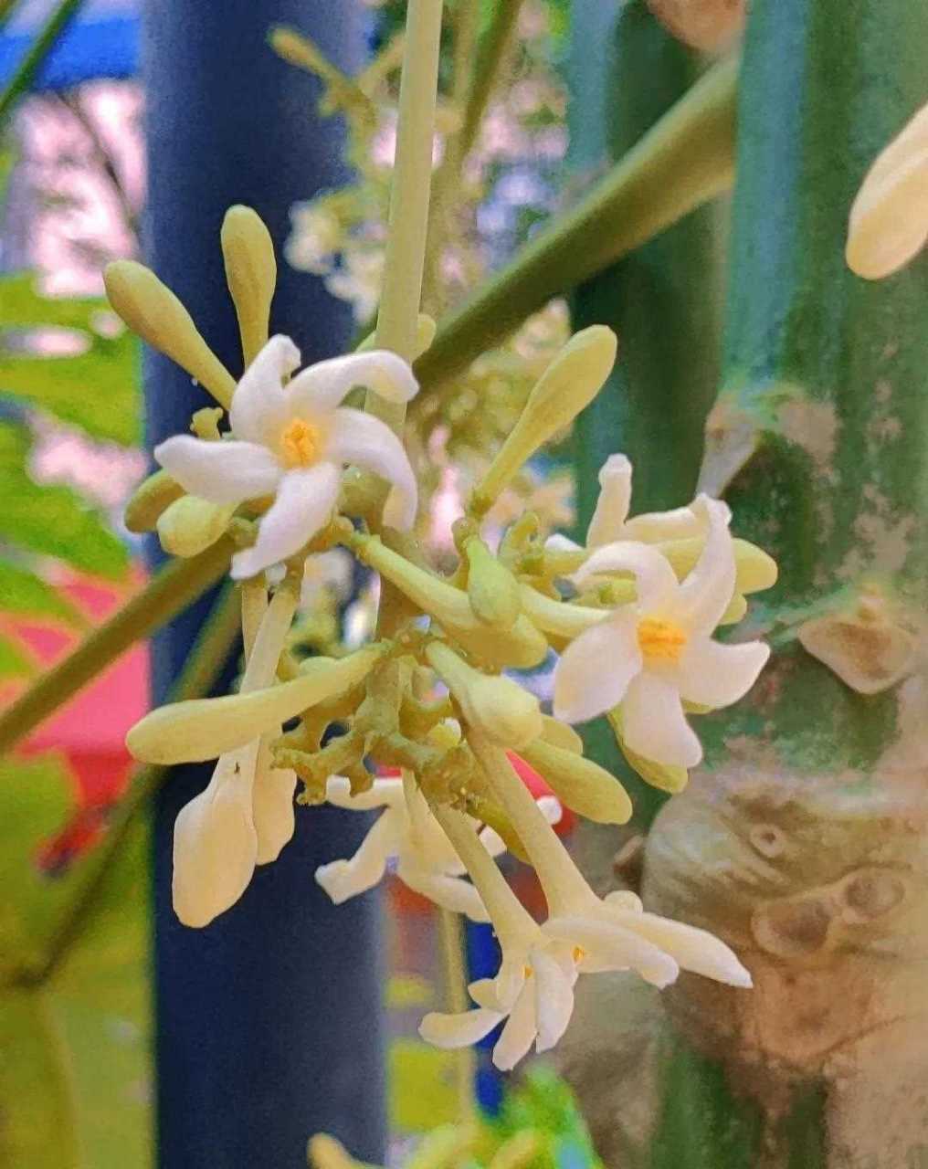 开花的木瓜树,大家见过吗?