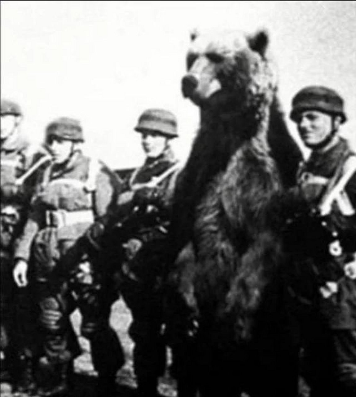 图为熊战士沃特耶克;他被波兰士兵发现,在那里他接受了帮助运送炮弹的