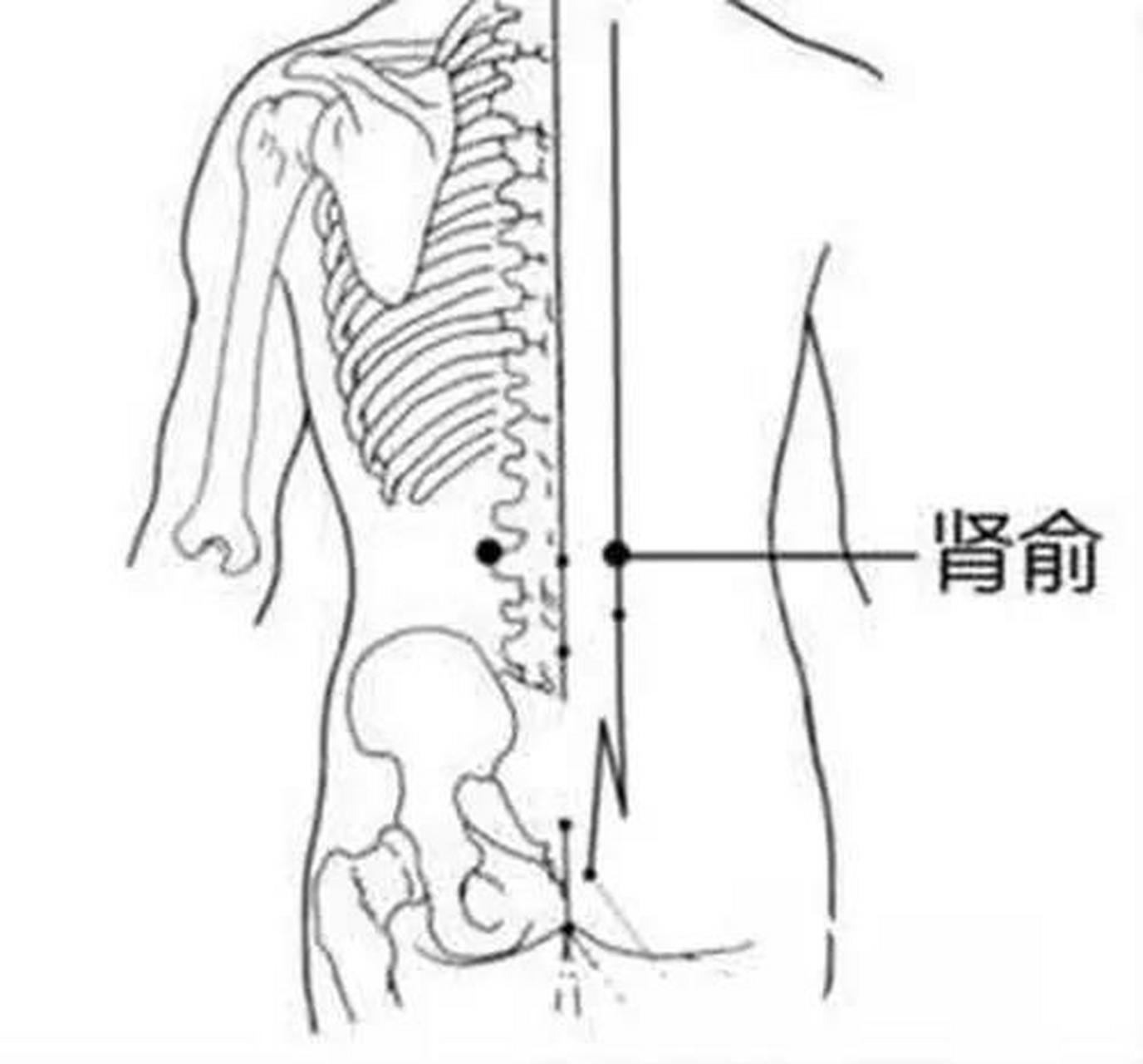 肾俞的位置图片图片