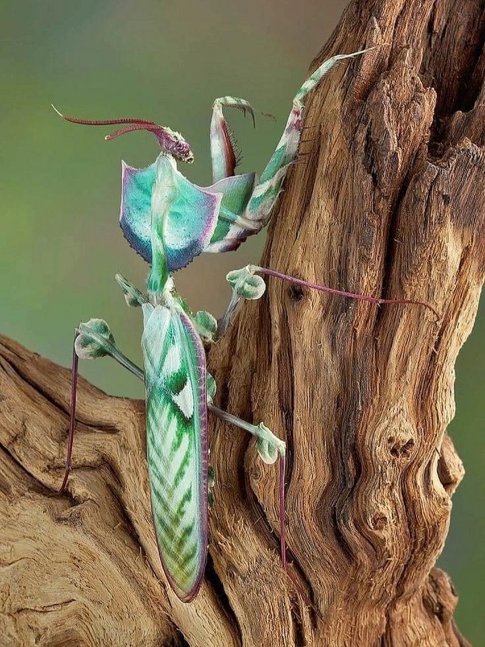 生物名:魔花螳螂 外文名:idolomantis diabolica 分布地:非洲 科属