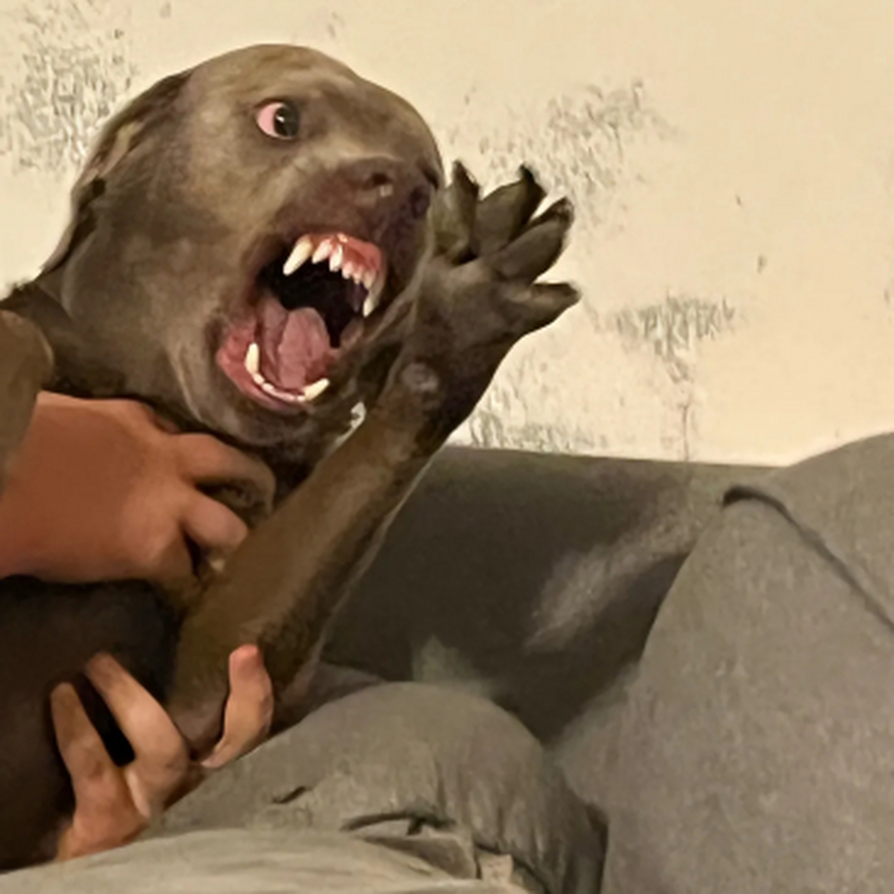 妈呀,狗子凶起来这么吓人的吗?