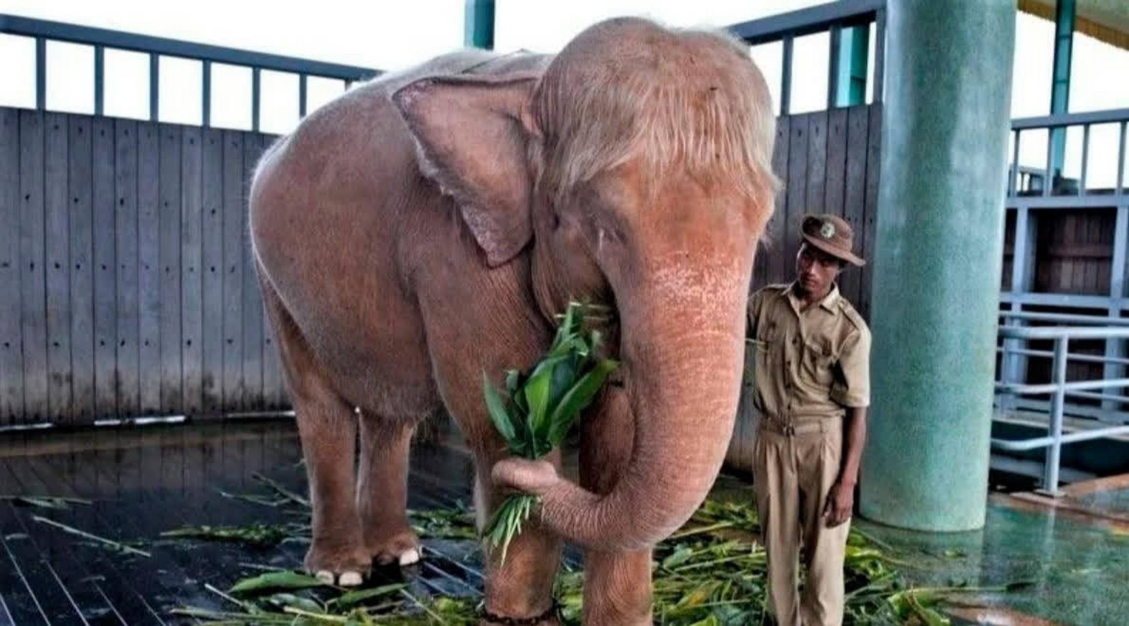 这是欧洲象吗? 这么白[偷笑]