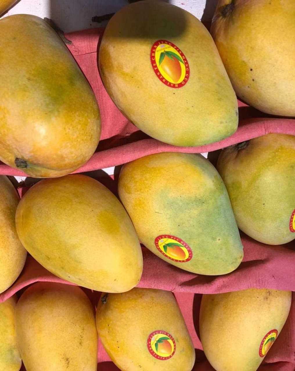 厦门芒果树图片