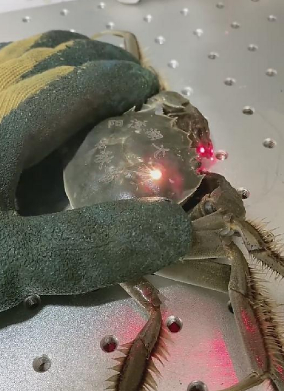 这个大花背纹身什么水平?