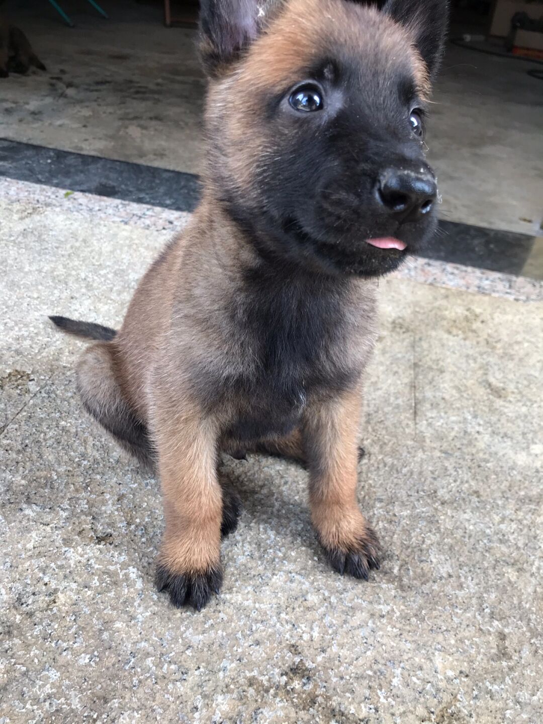 马犬满月后的样子