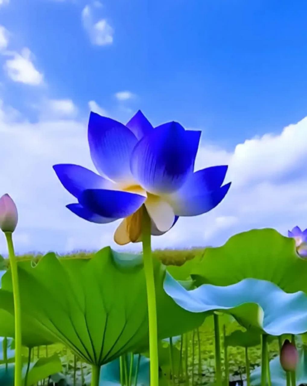 分享图片:想象中的蓝莲花