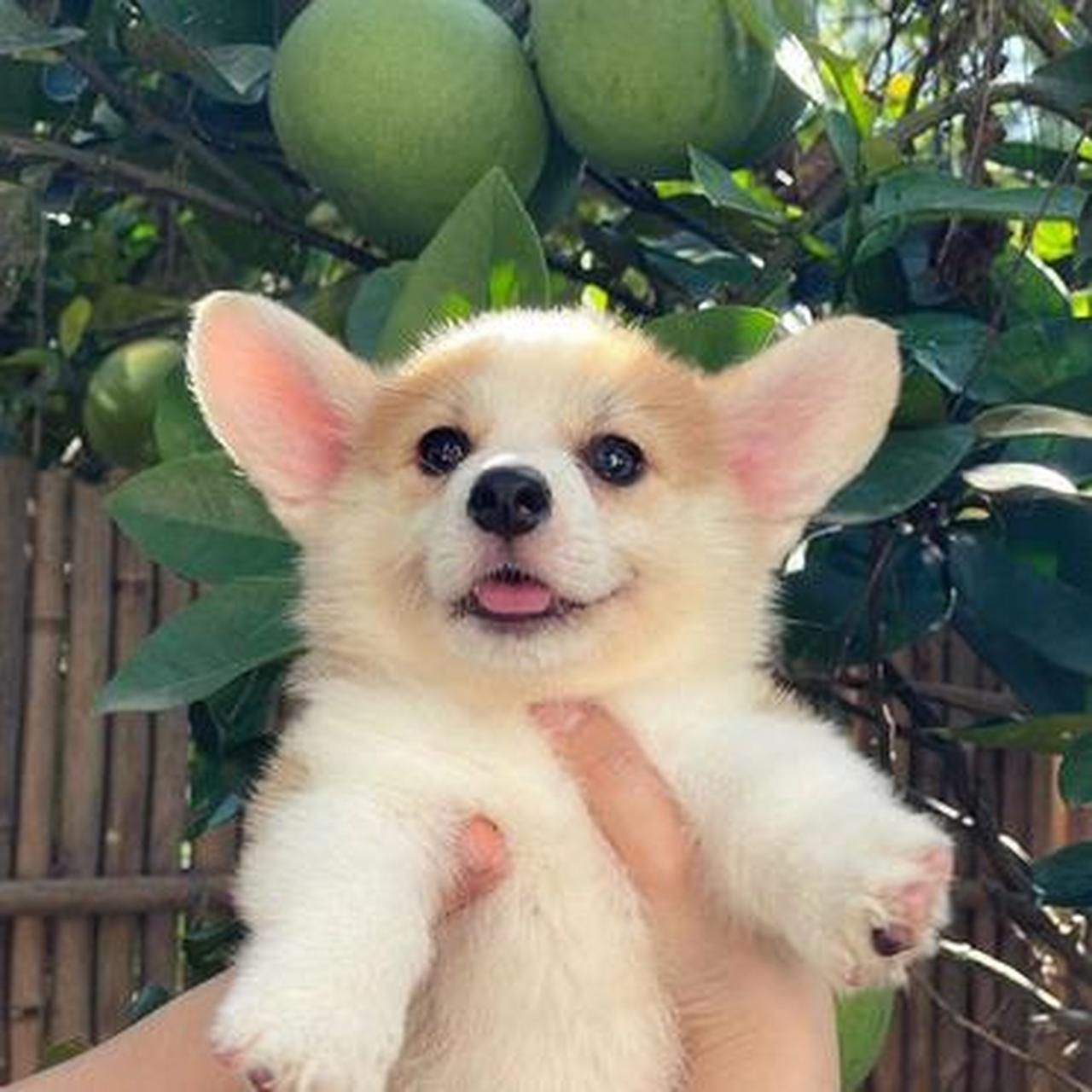 好可爱的小奶狗呀,我也想抱抱.