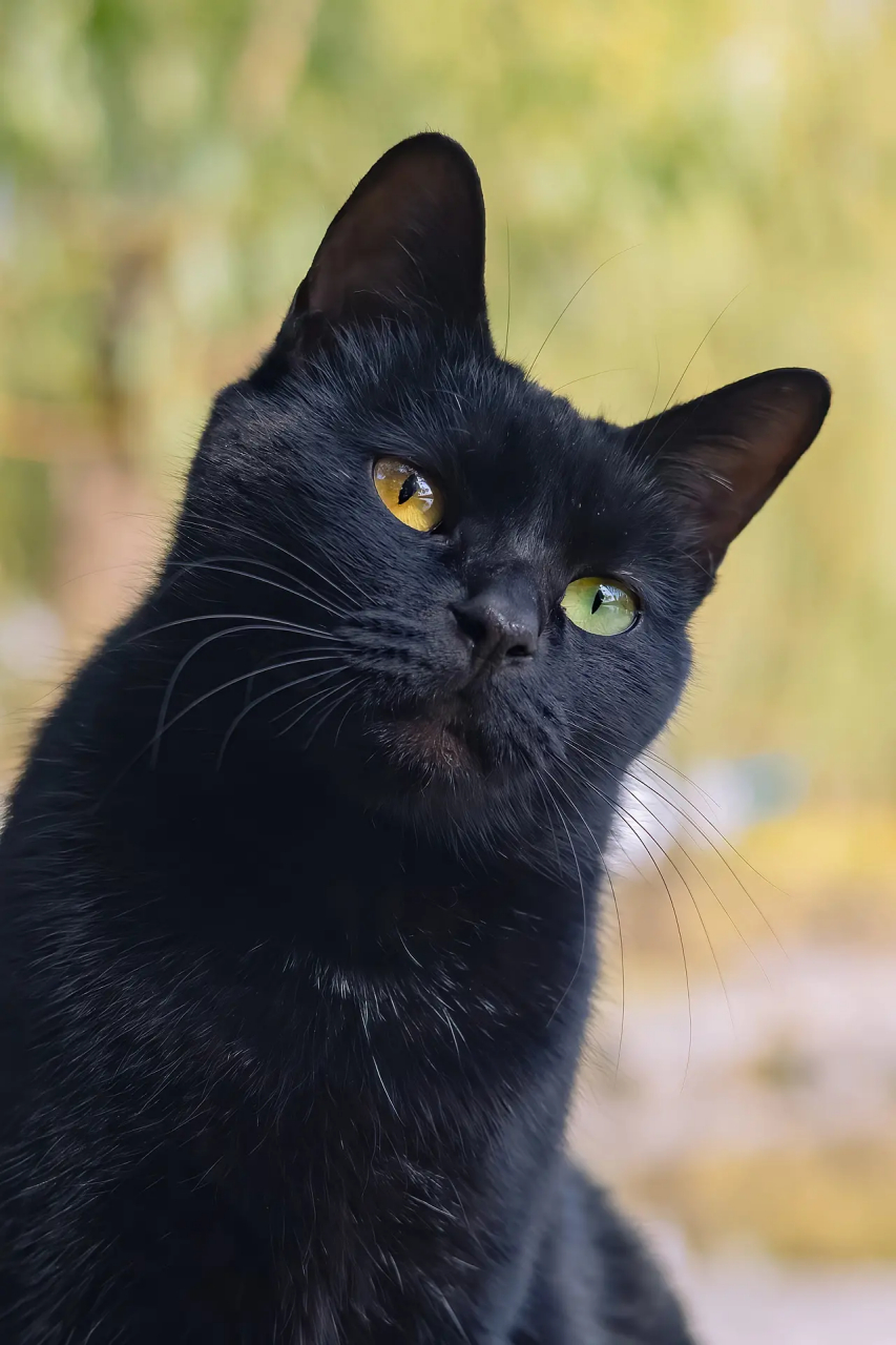 第一次拍到异瞳黑猫,还是黄绿异瞳#萌宠夏日元气写真