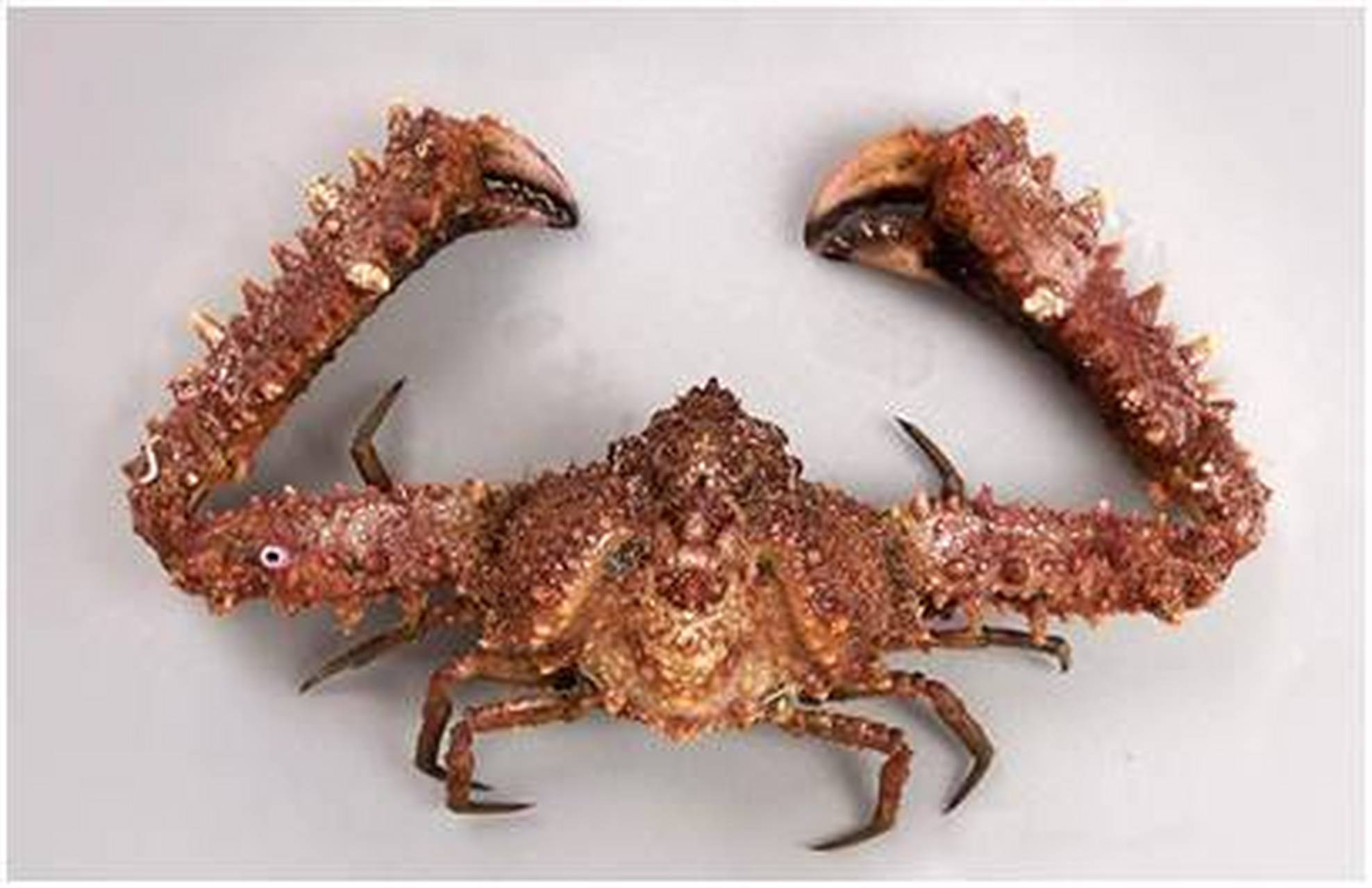 有种蟹叫"强壮紧握蟹,这种螃蟹的蟹壳硬度非常高,肉少味差,所以没有