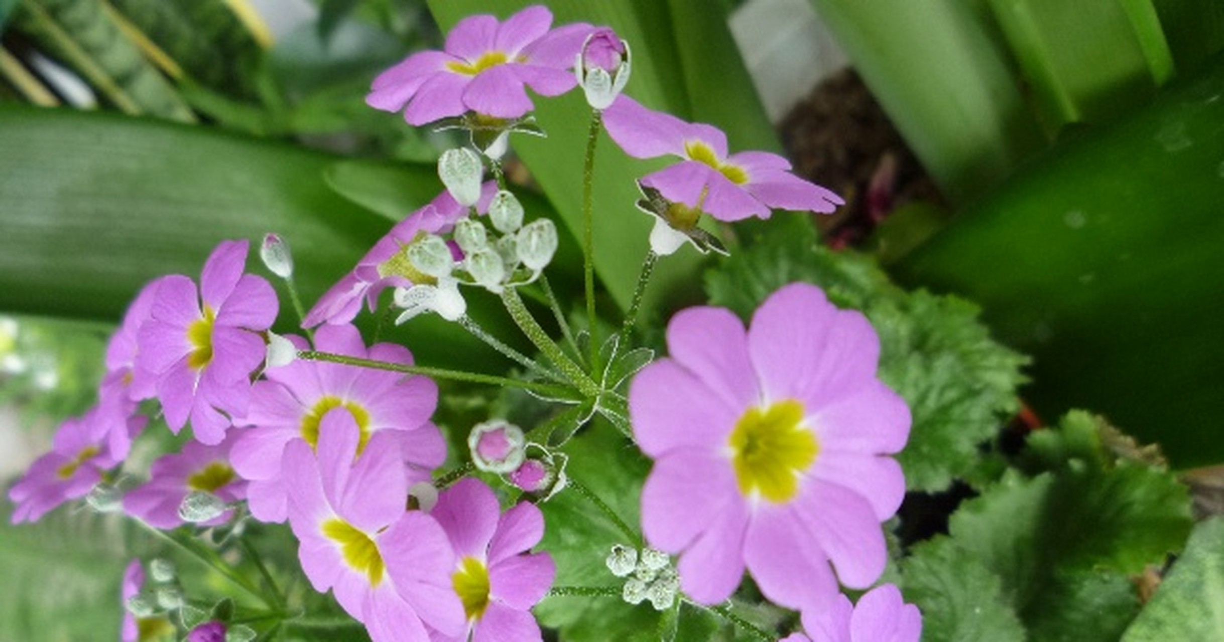樱草花,一般都是用来代表恋人的花,它的花朵十分的小巧,淡淡的颜色看
