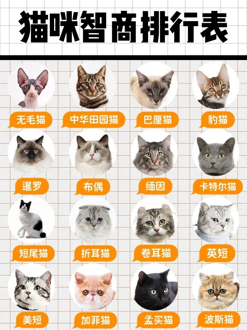 新手养猫必备知识点快看你家猫智商排第几 no1无毛猫: 又名斯芬克斯猫