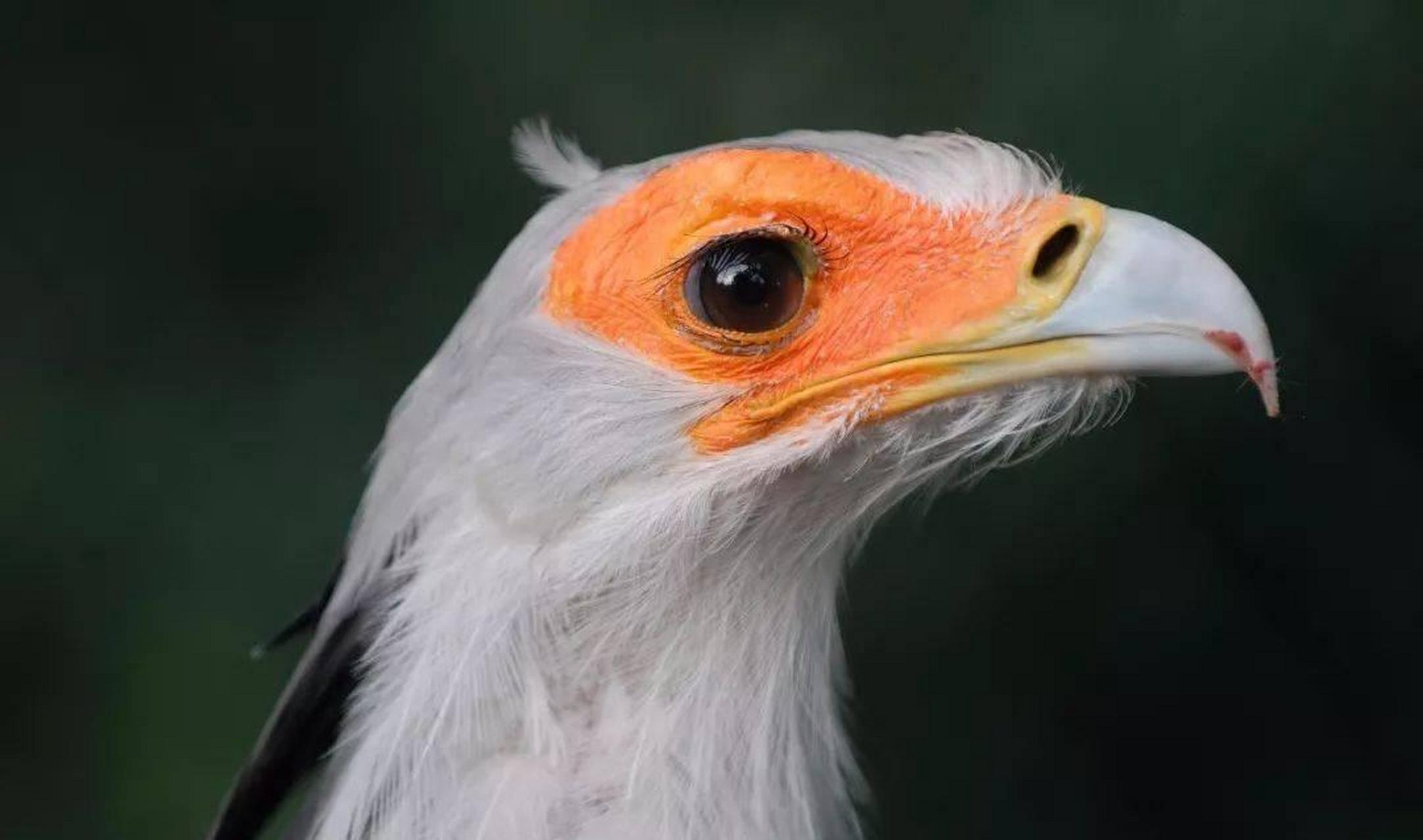 非洲毒蛇的克星:蛇鹫一旦跳起死亡之舞,黑曼巴蛇都逃不了 一说起蛇