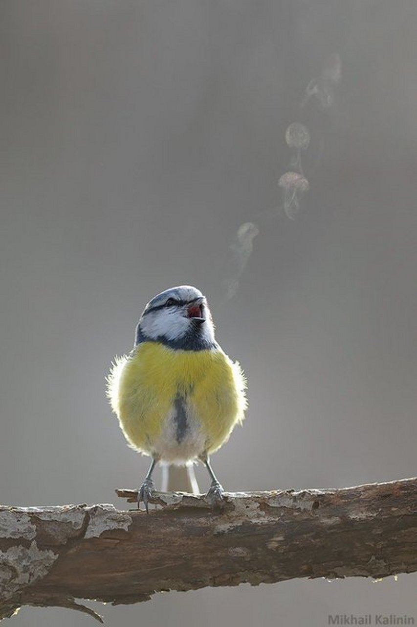 小鸟哈气.有点点可爱!#趣图搞笑