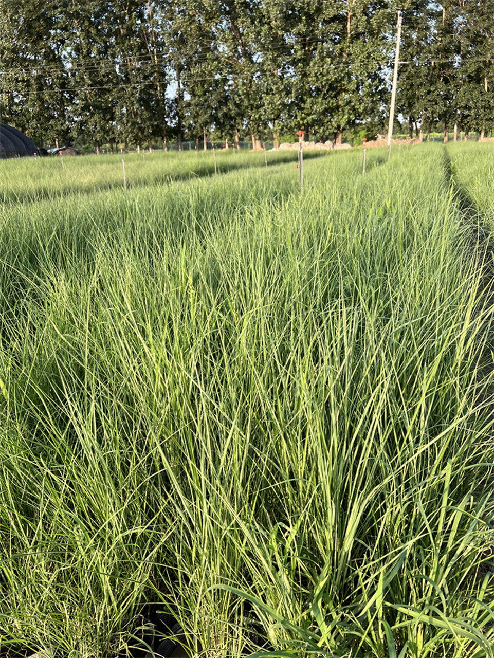 观赏草-矢羽芒杯苗基地在北京大兴