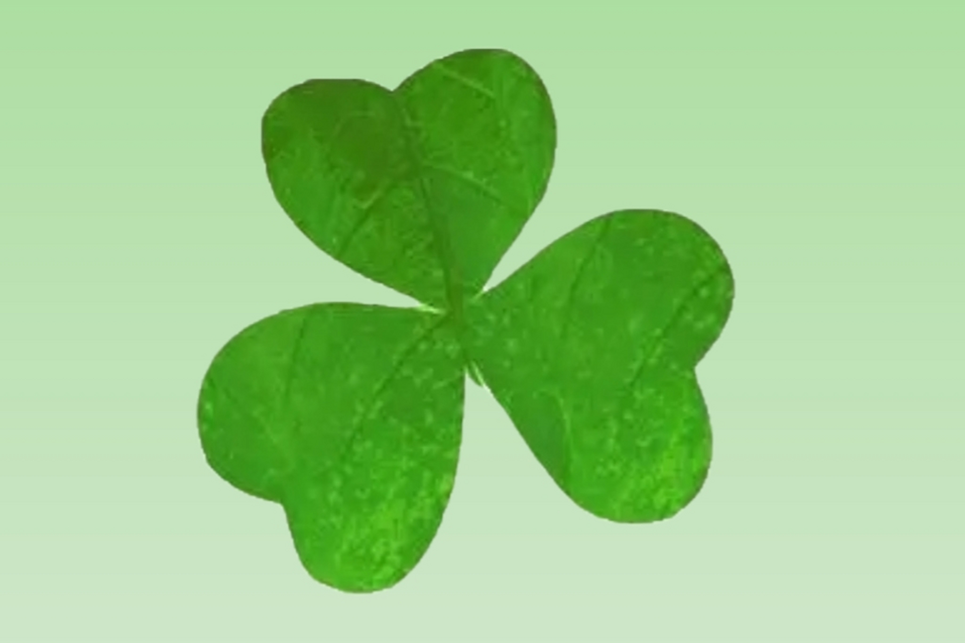 【清新唯美】 传说, 在三叶草中,找到四片叶子的,就是幸运草, 将会有