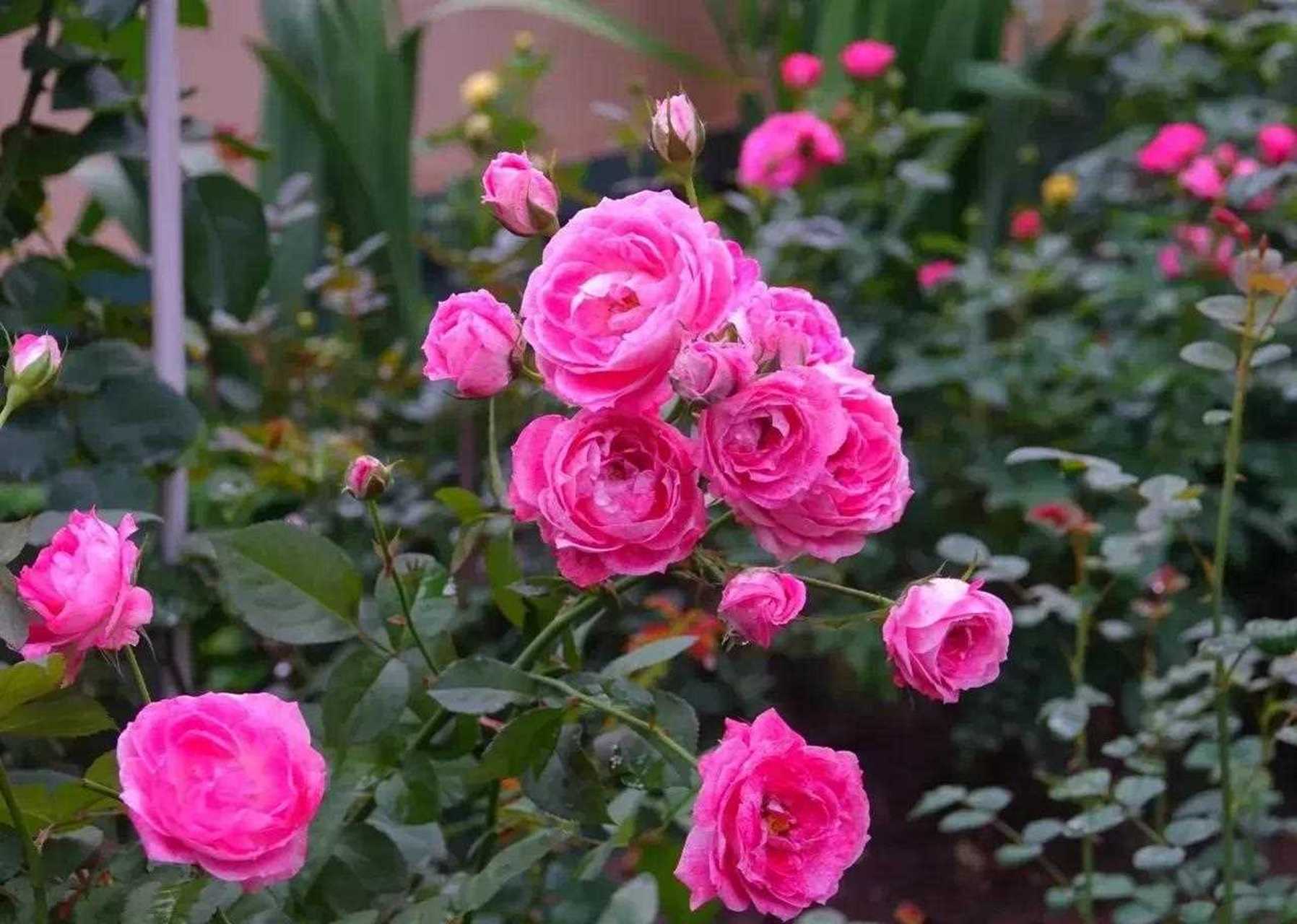 雪花肥牛月季[亲亲] 花如其名,花瓣上点有斑驳纹理[阴险] 勤花又丰花