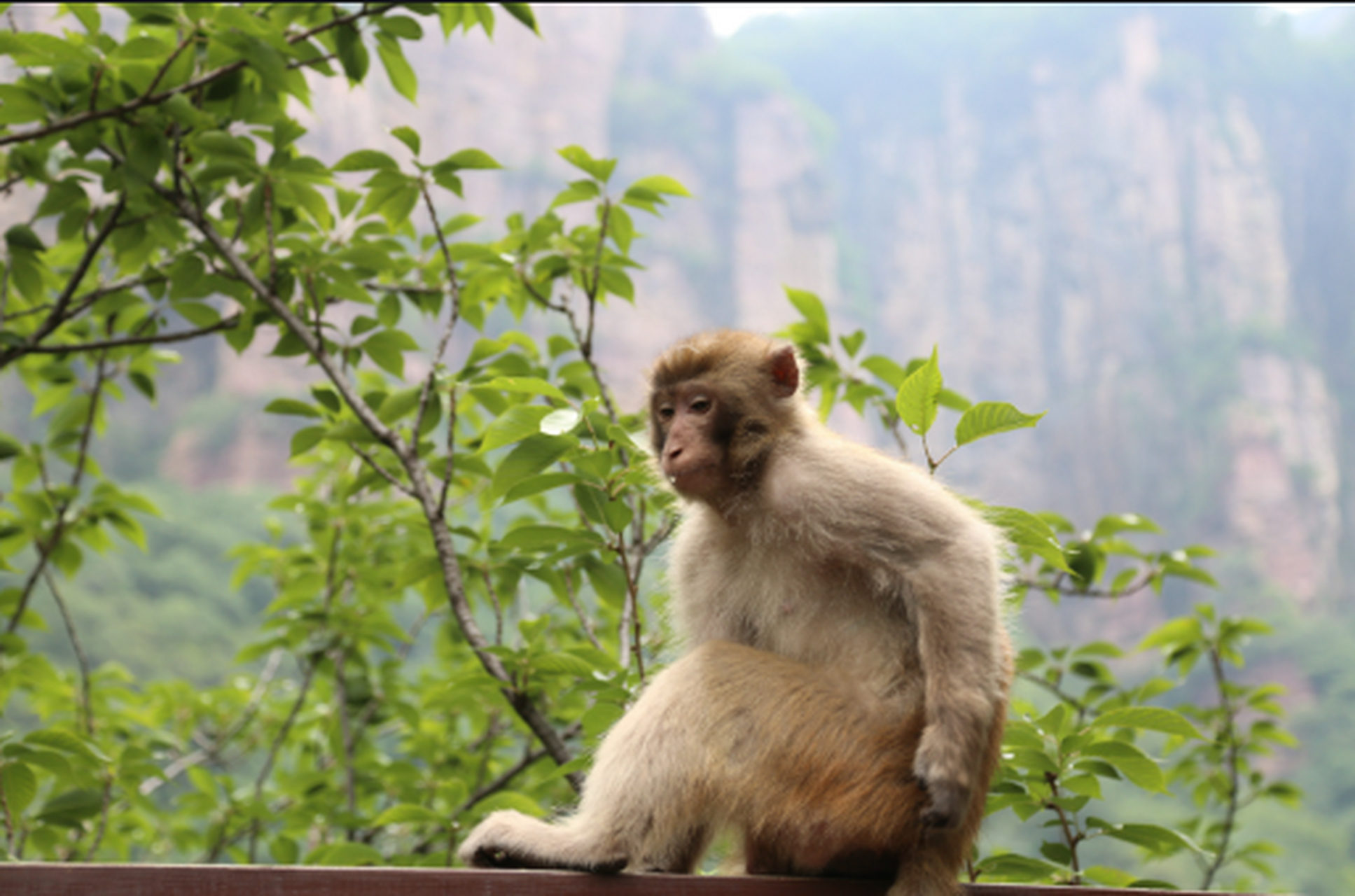 印度猴子泛滥成灾##猴子大闹印度总理办公室#在印度,猴子泛滥成灾