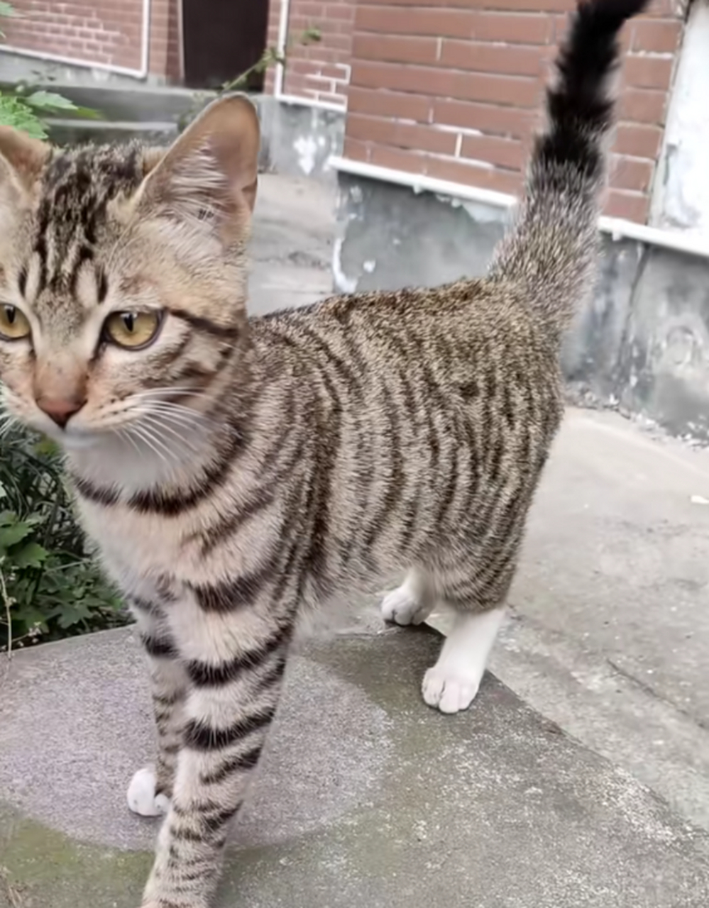 这狸花猫长得真漂亮啊!腿好长,模样好清秀!