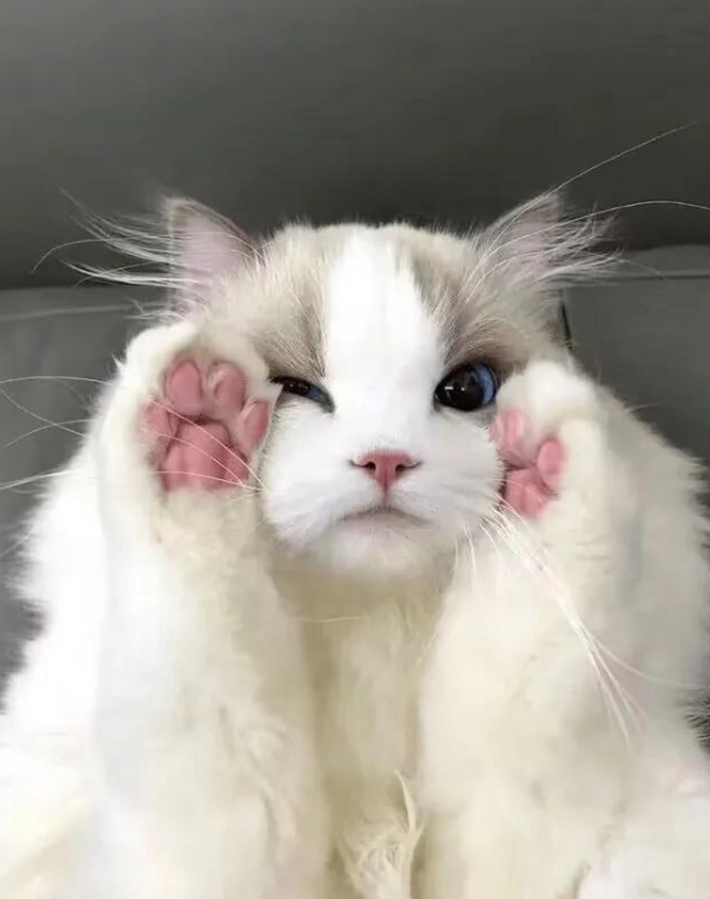 谁家的仙女猫,这么可爱.[期待]和你们女朋友一样.[偷笑]