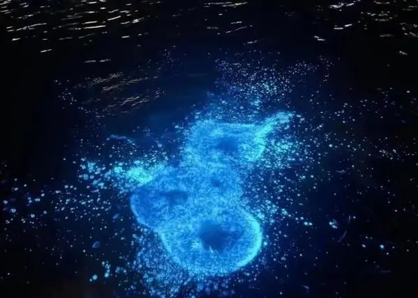 浙江多地海边现“蓝眼泪”奇观