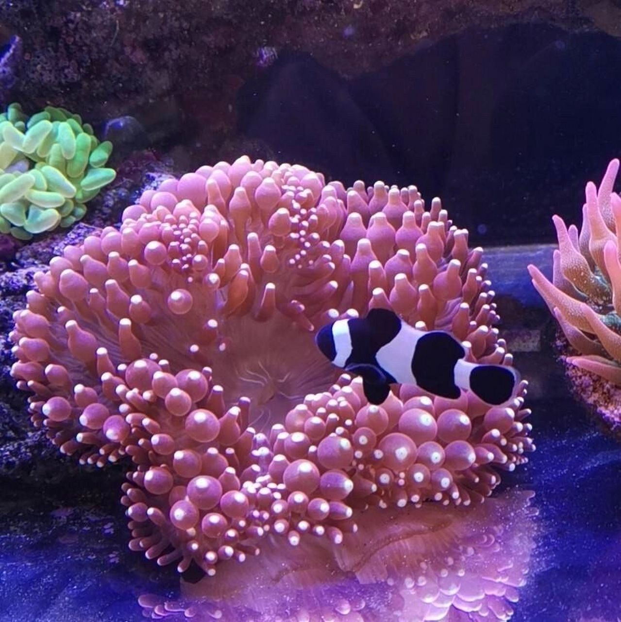 海洋生物-奶嘴海葵 92 奶嘴海葵又称拳头海葵,学名樱蕾篷锥海葵